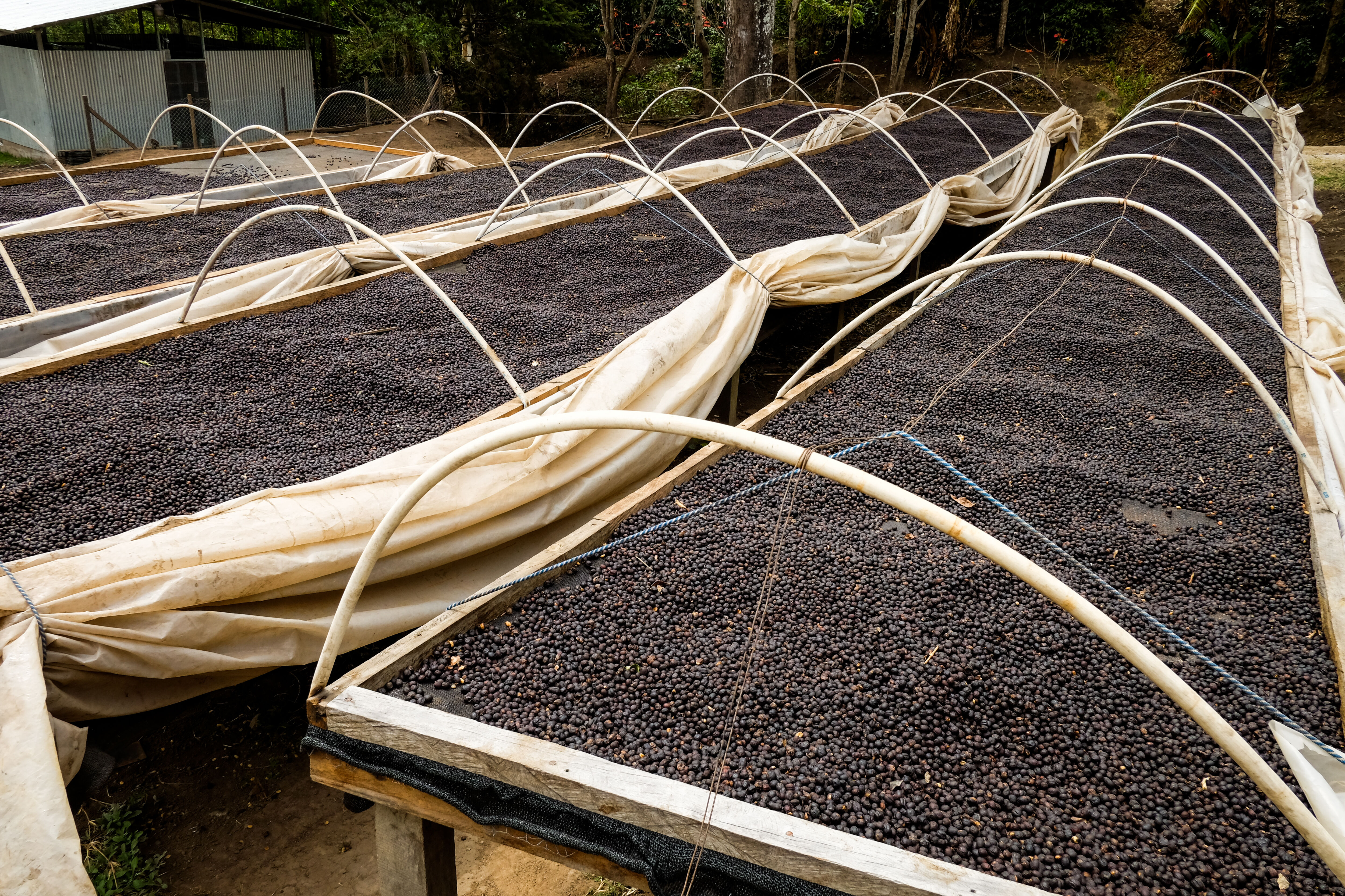 finca-santa-teresa_51125522771_o.jpg