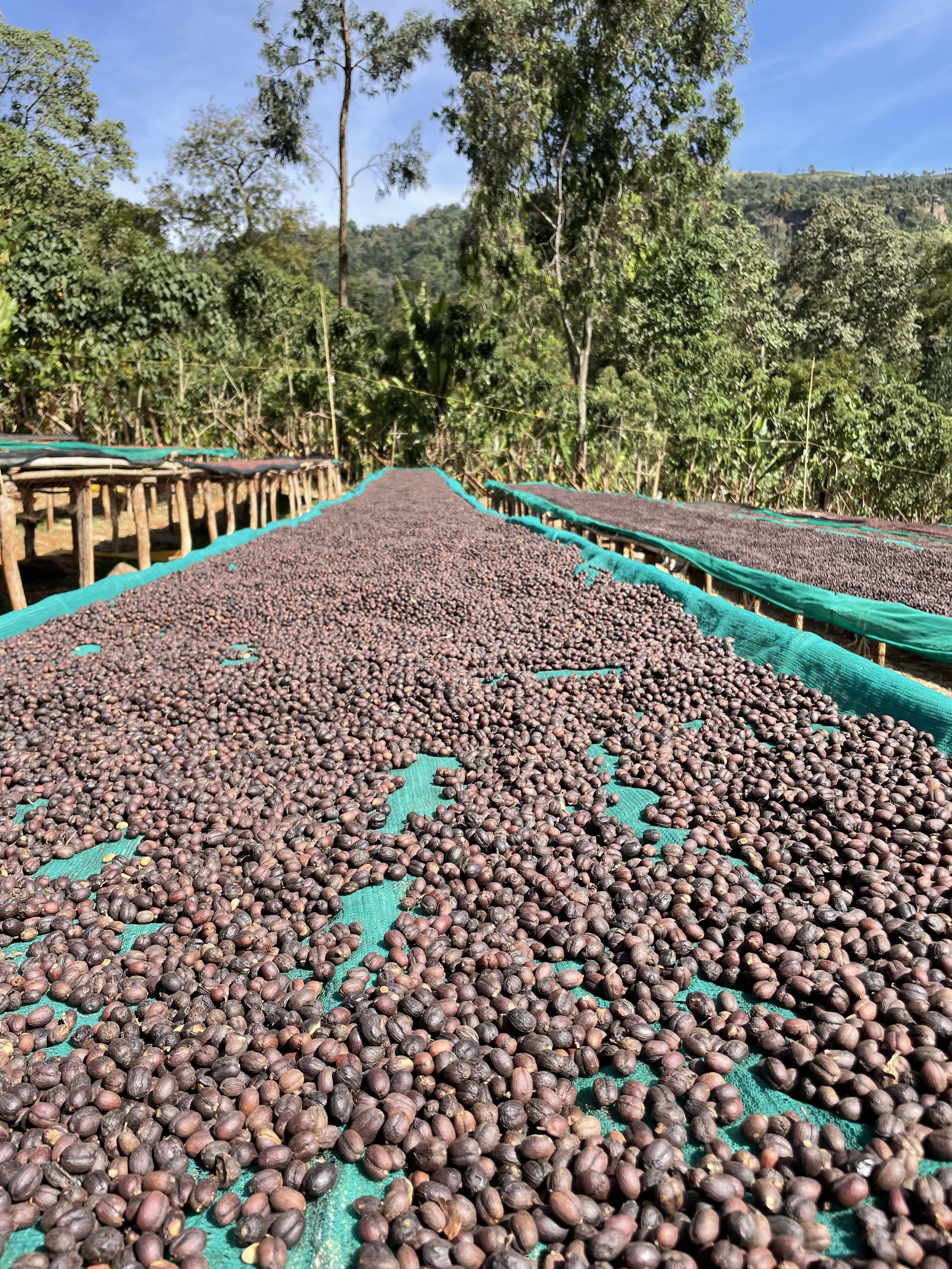 DWD - Yirgacheffee - Garse (2).JPG