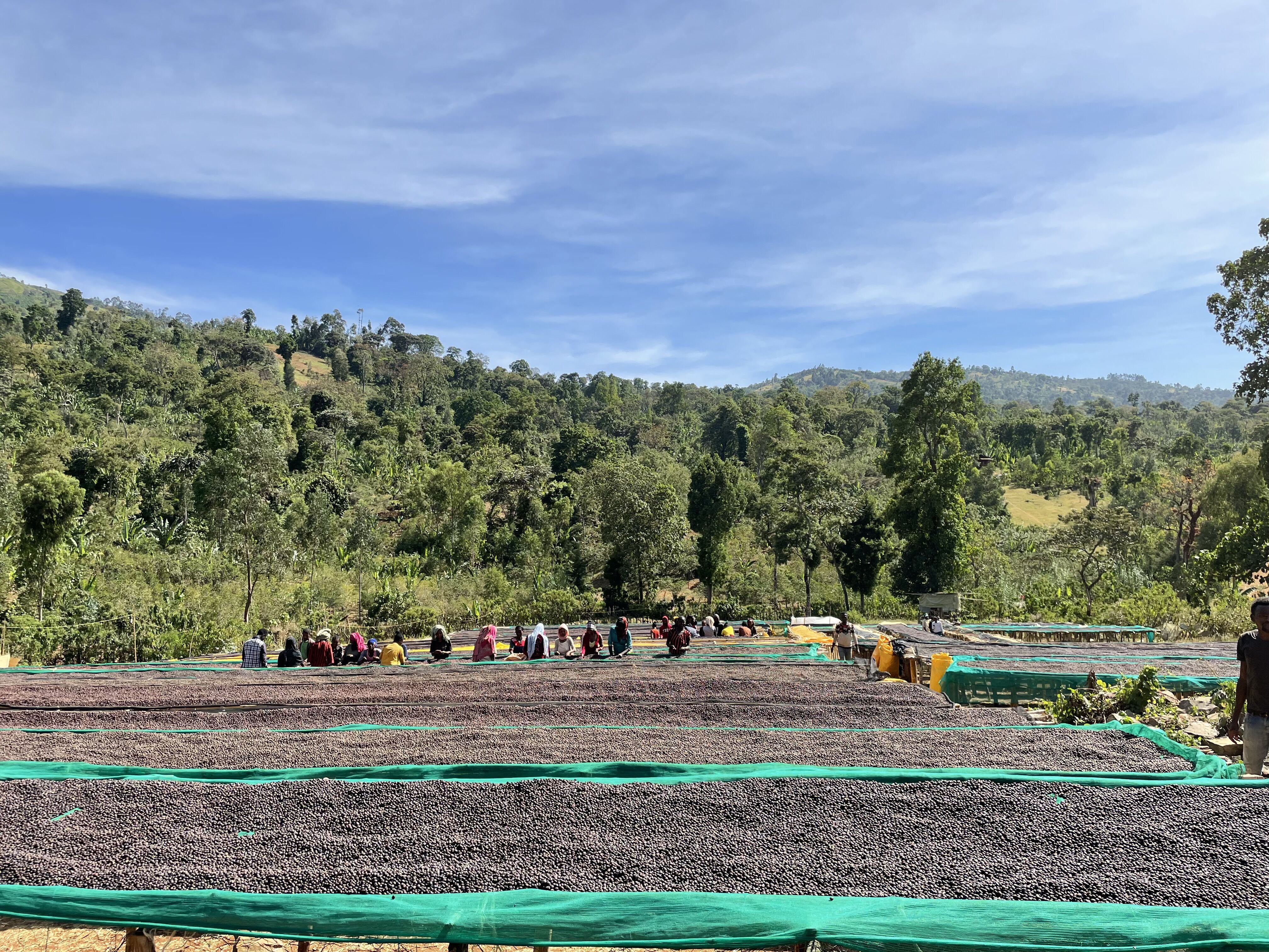 DWD - Yirgacheffee - Garse (3).JPG