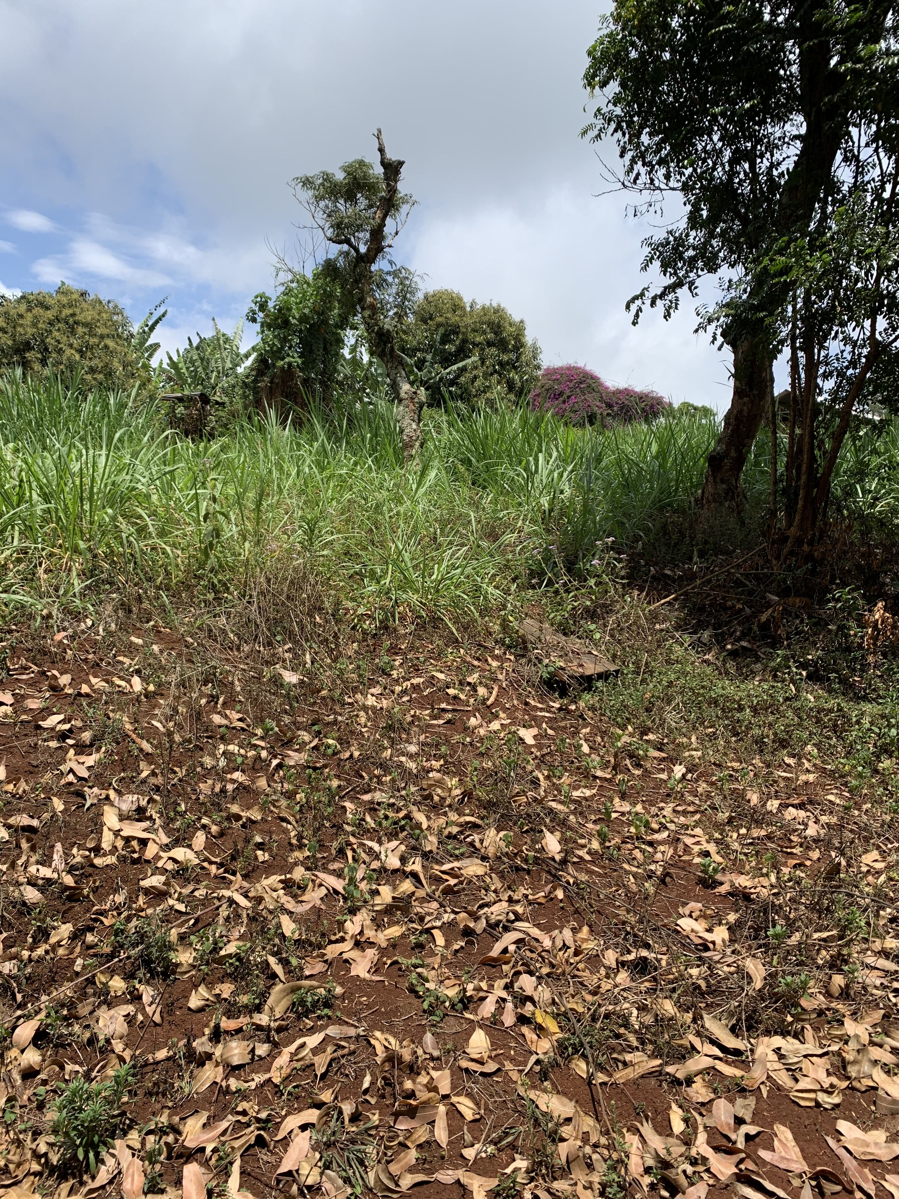 Gerald Estate (14).jpeg