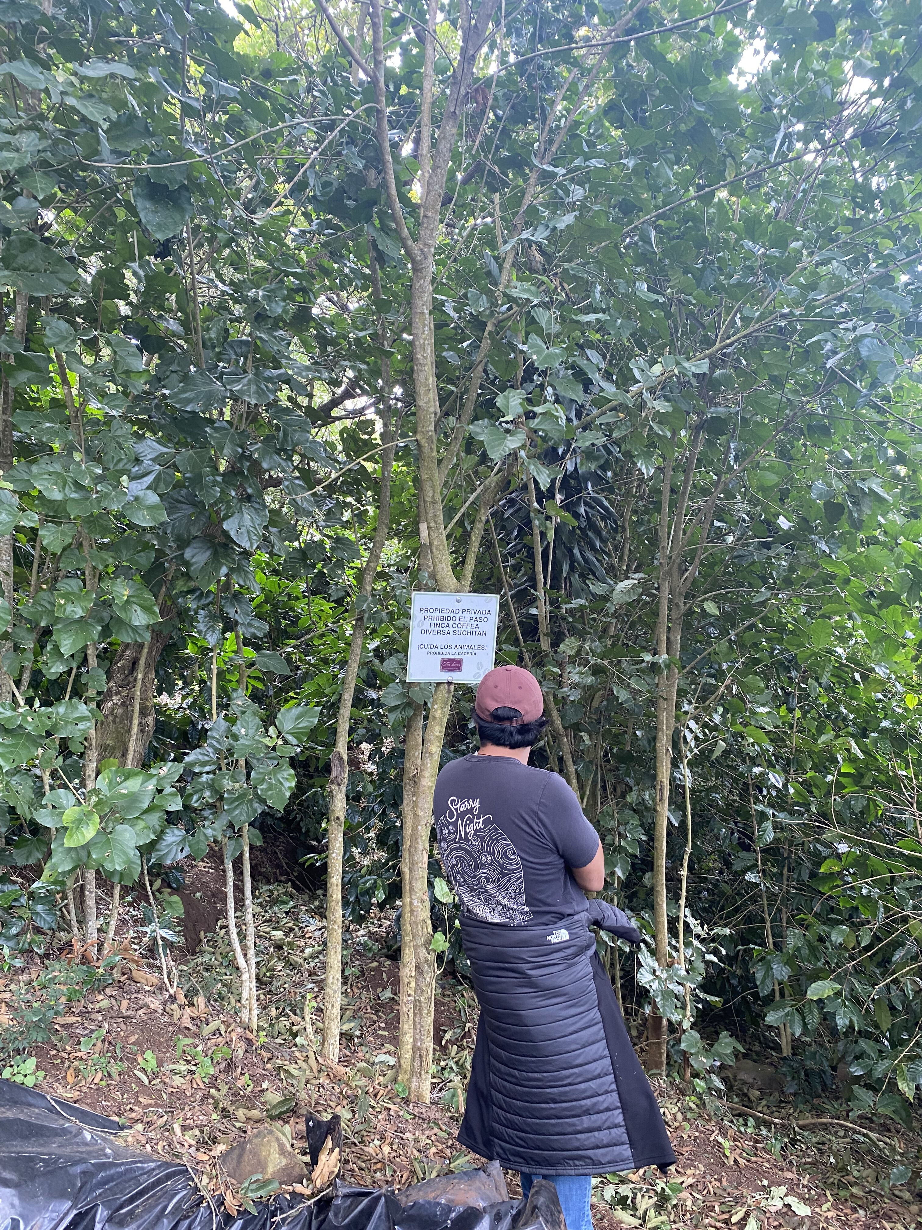 coffea diversa (1).jpeg