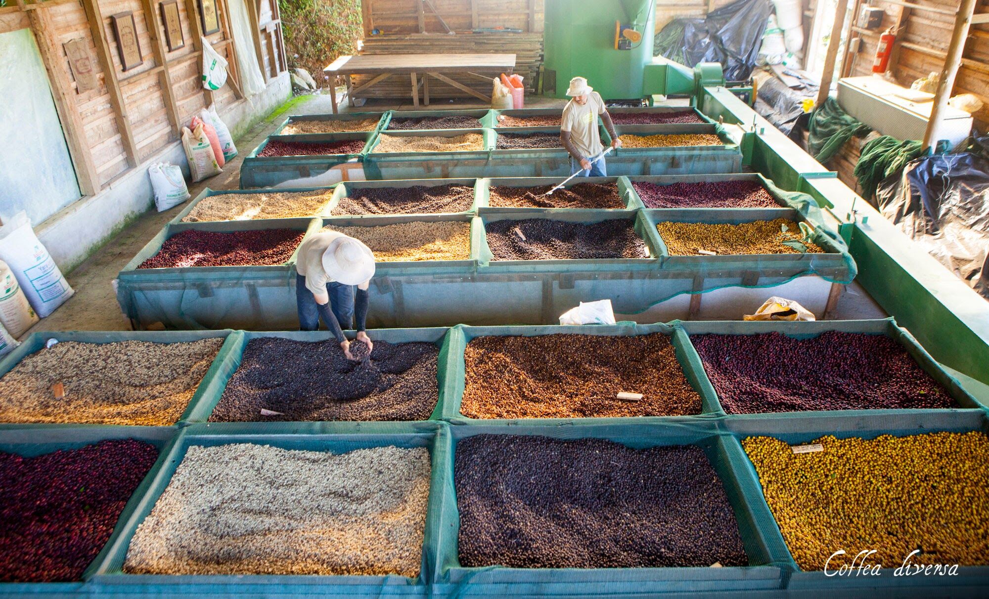 coffea diversa (1).jpg