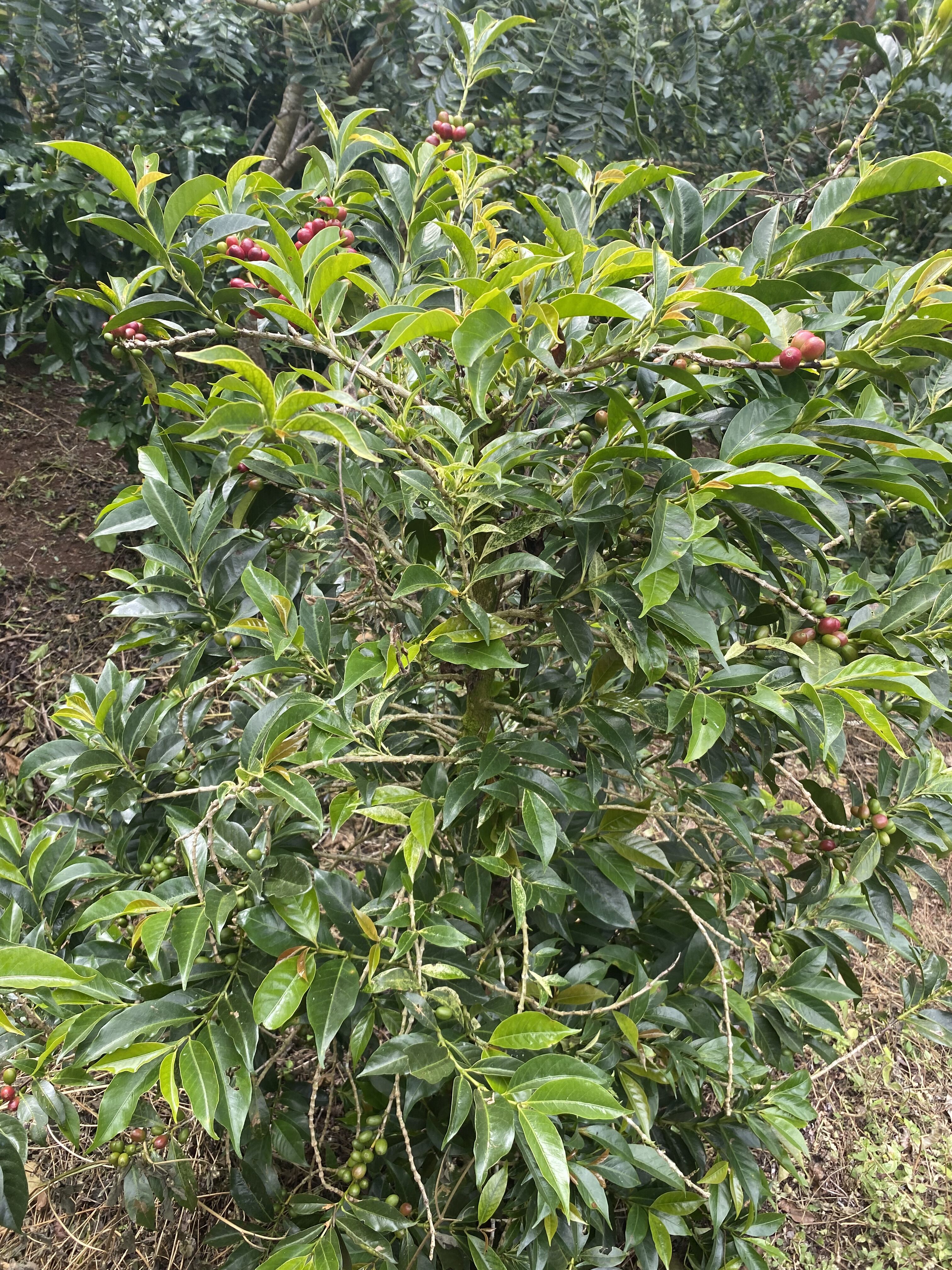 coffea diversa (10).jpeg