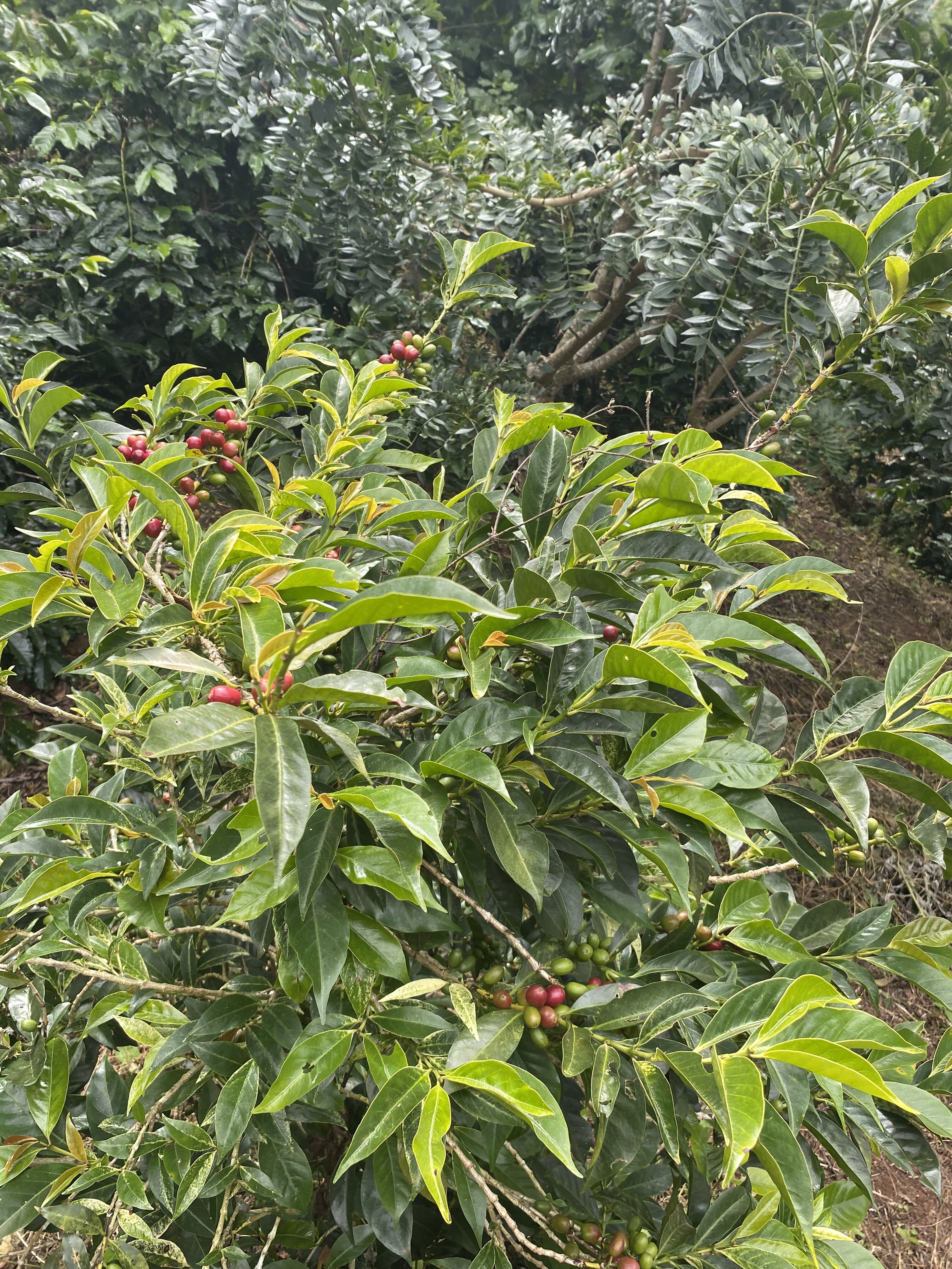 coffea diversa (11).jpeg