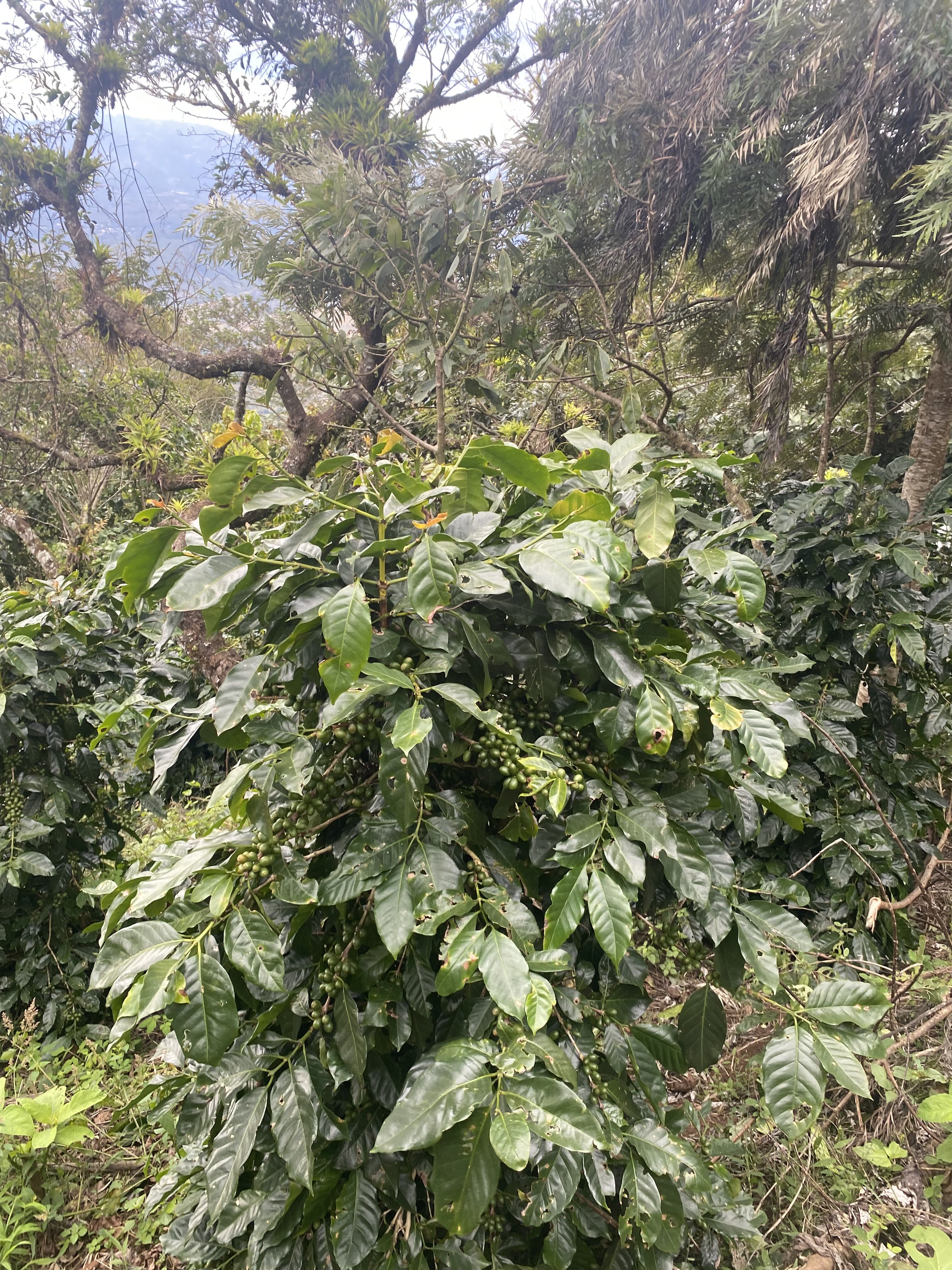 coffea diversa (12).jpeg