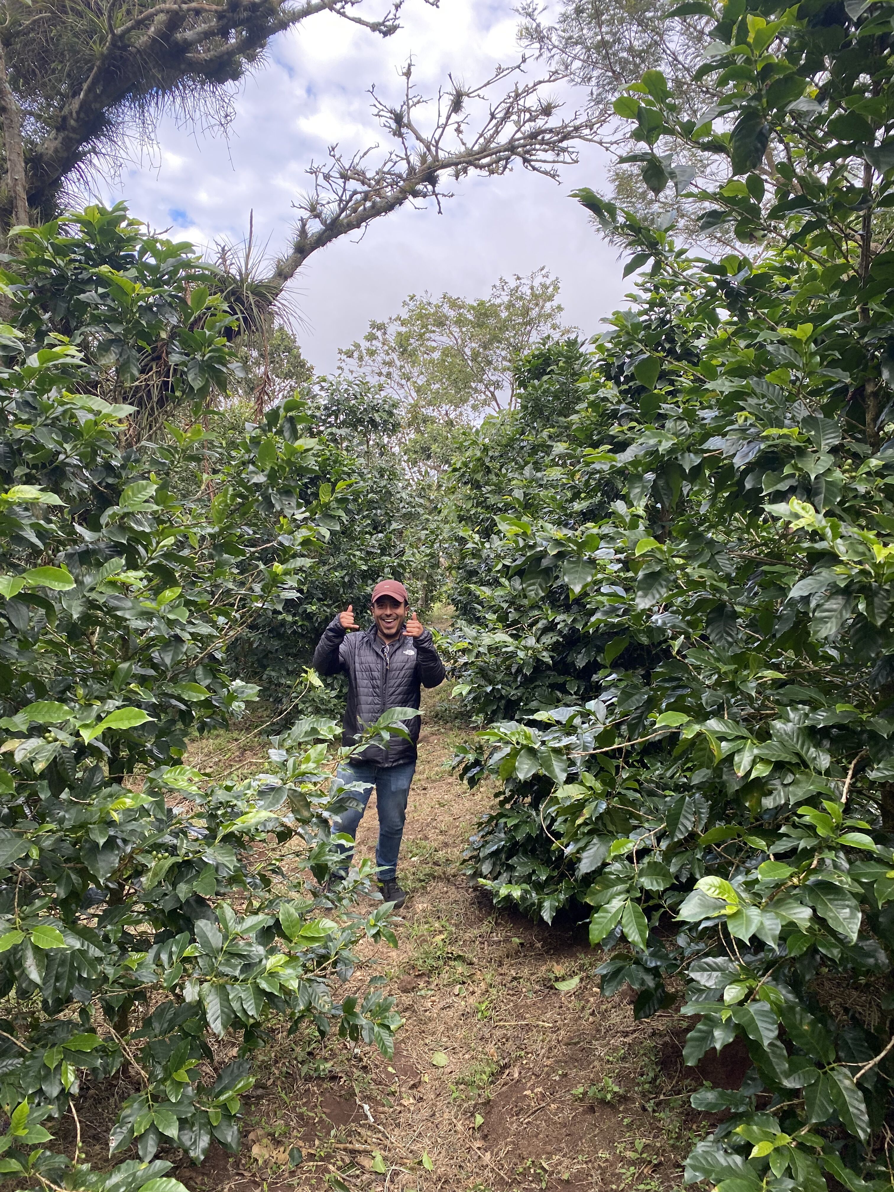 coffea diversa (13).jpeg