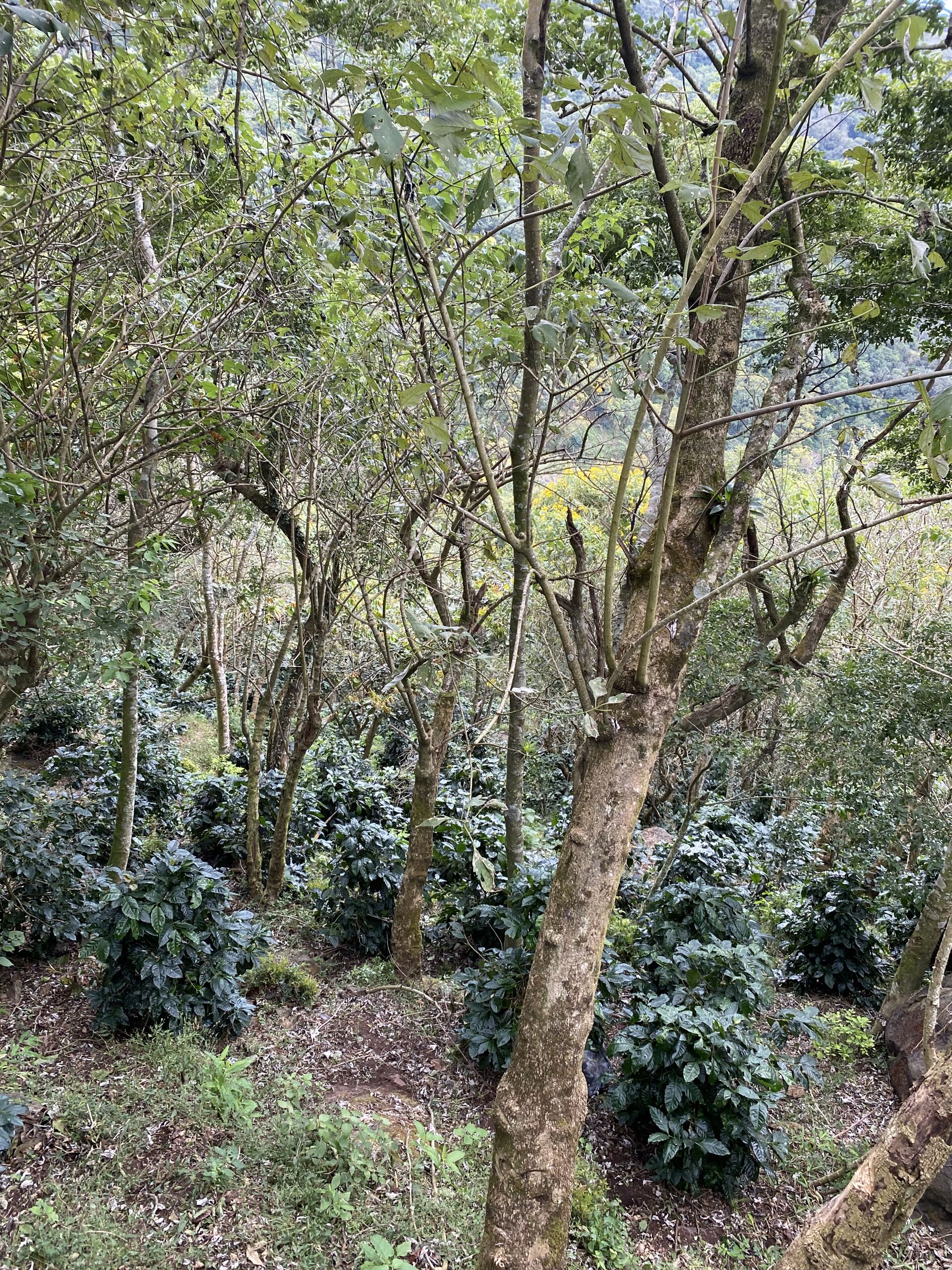 coffea diversa (14).jpeg
