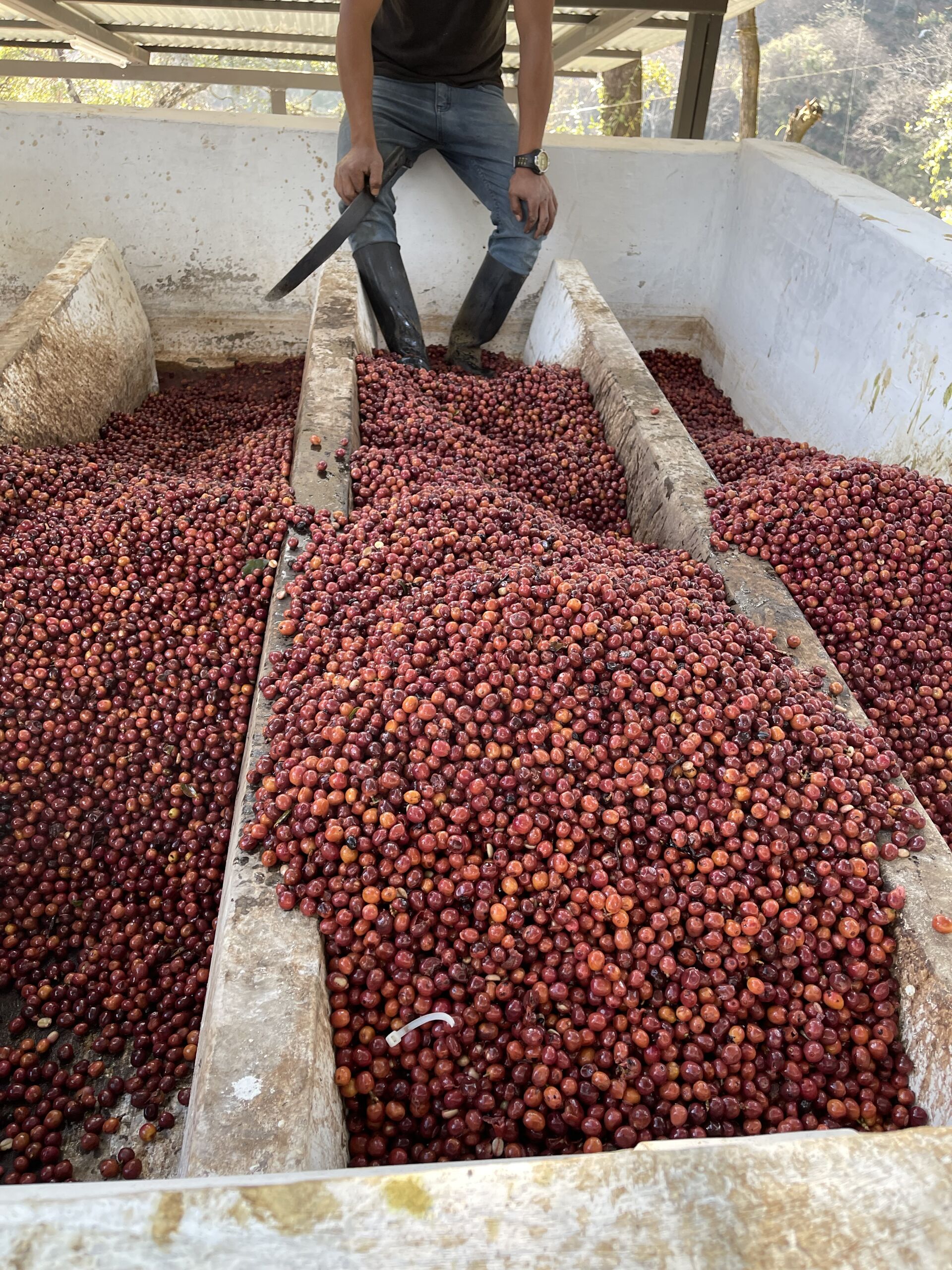 Finca Gascon