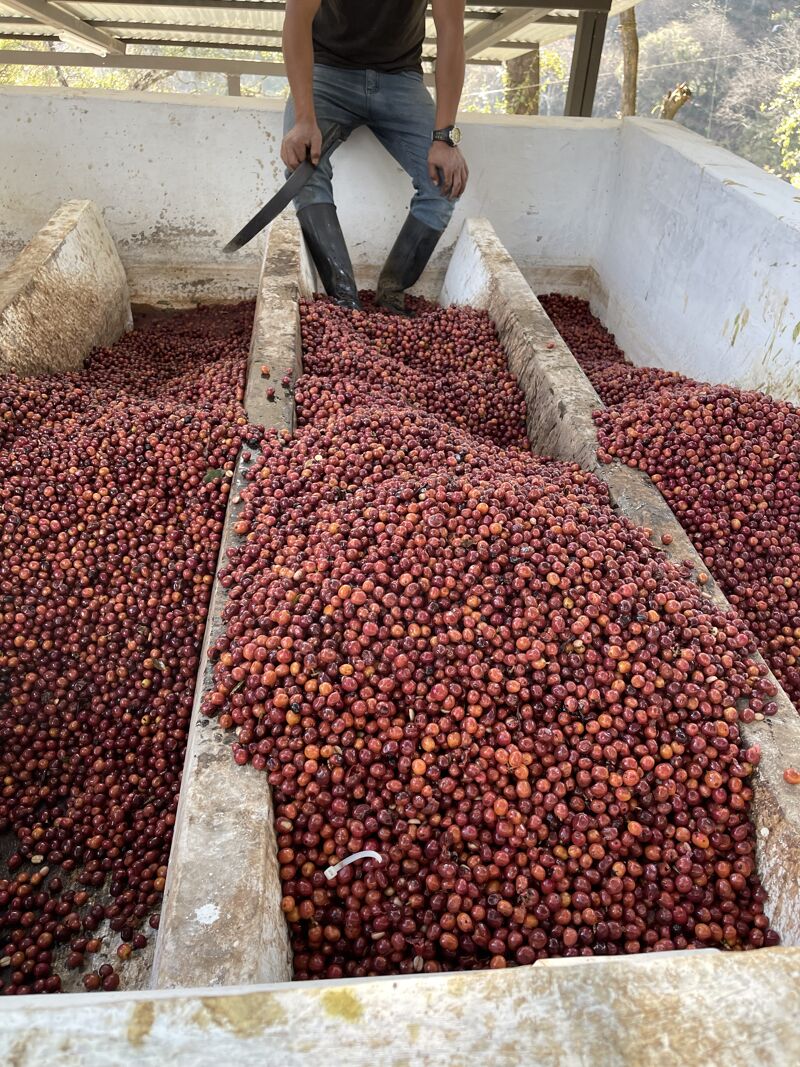 Finca Gascon