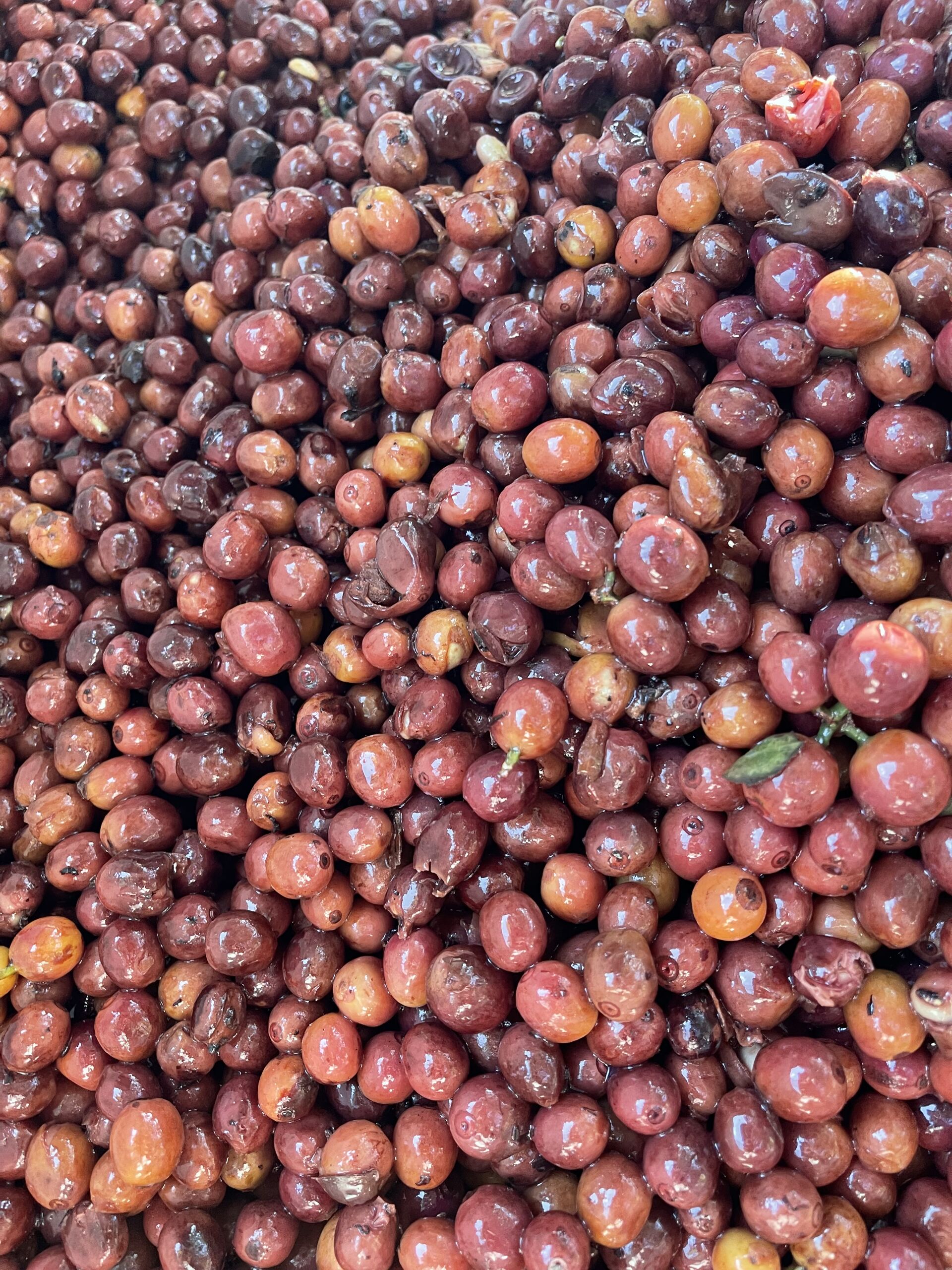 Finca Gascon