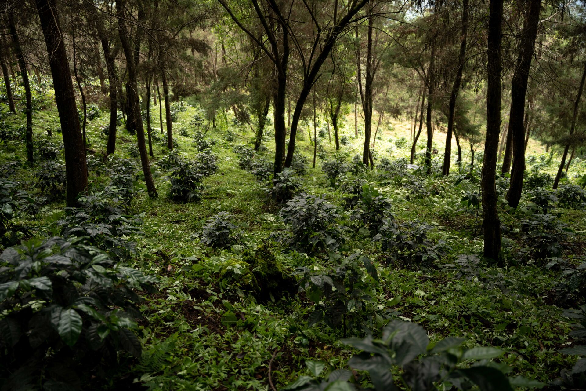 Finca Gascon