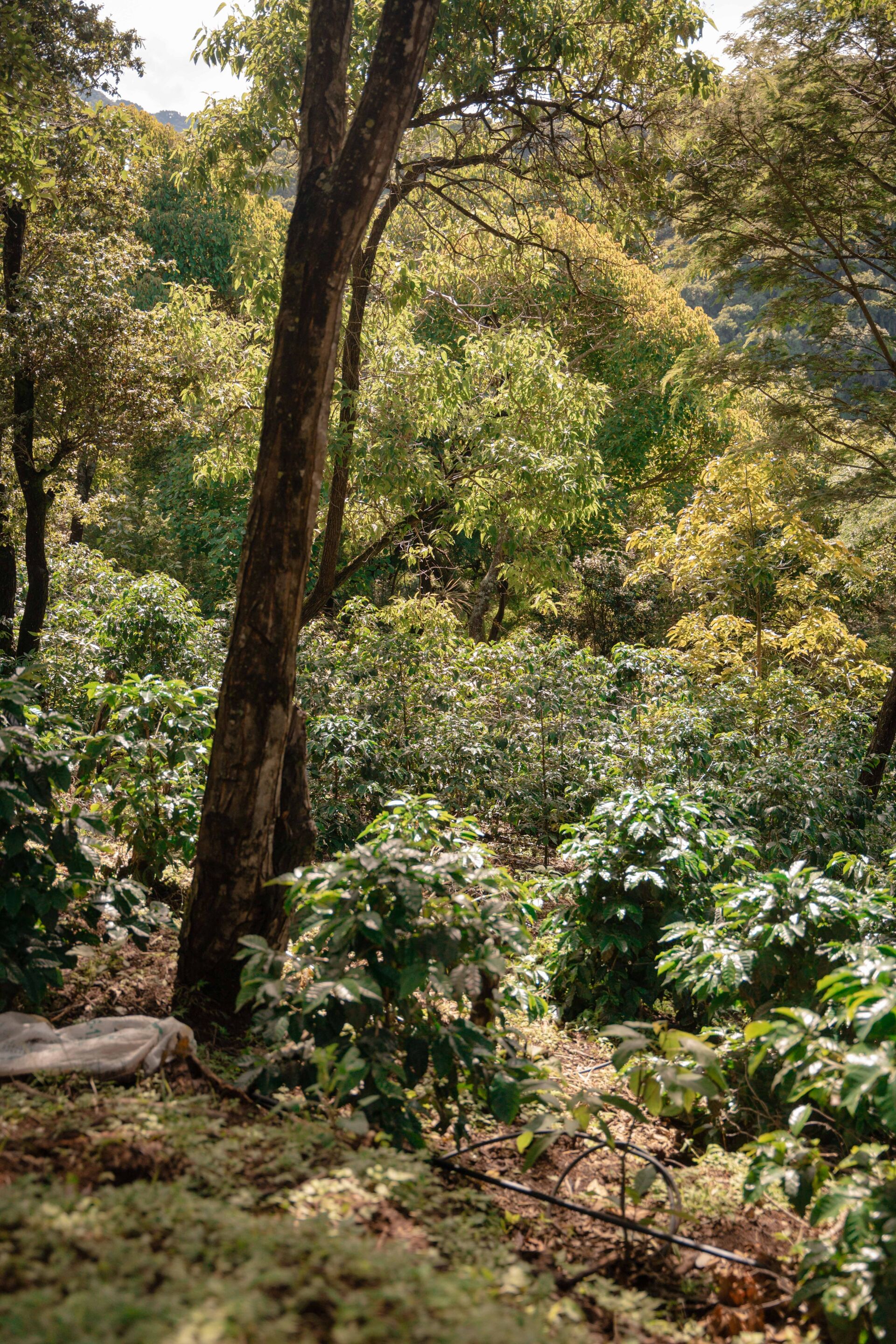 Finca Gascon