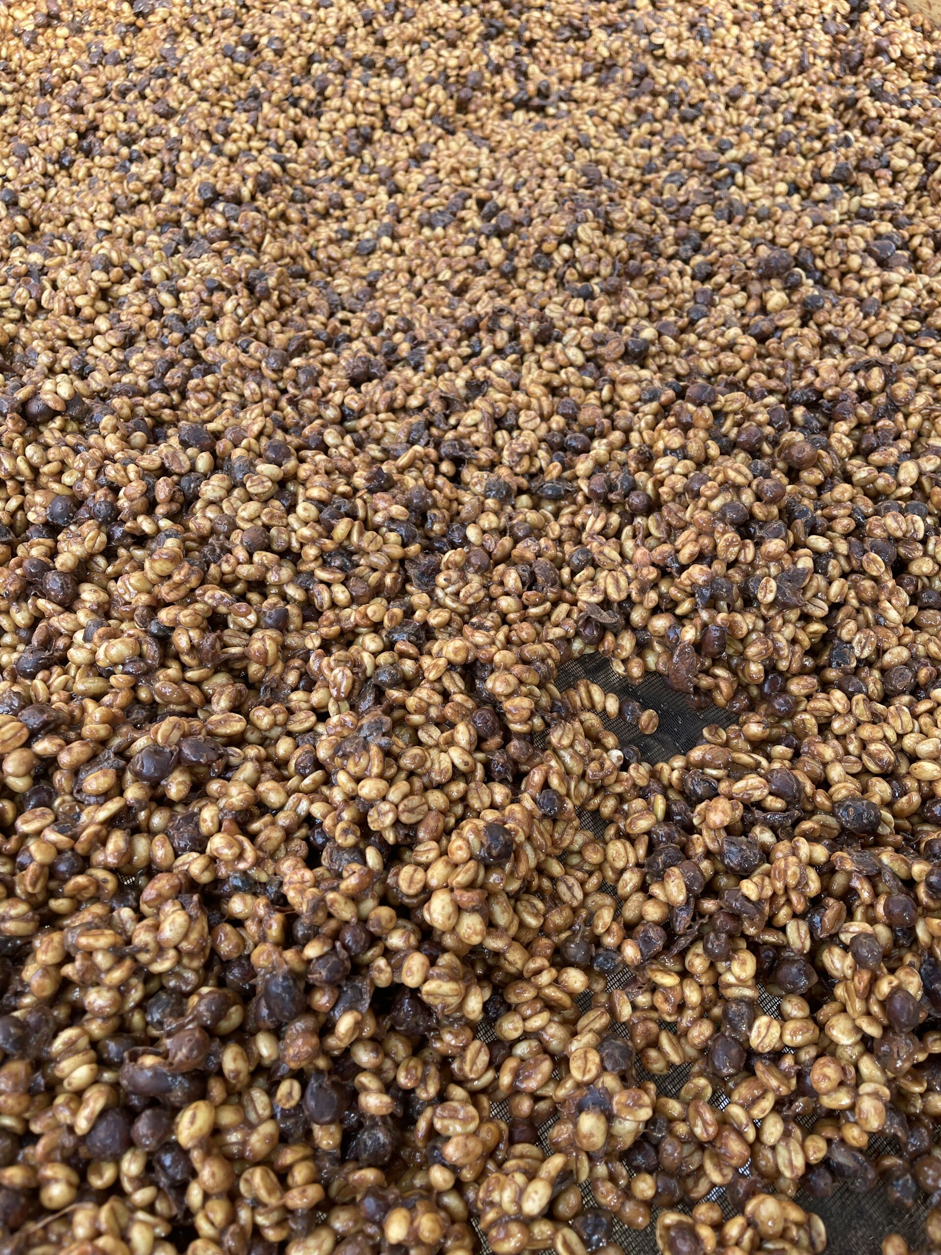 Finca Gascon