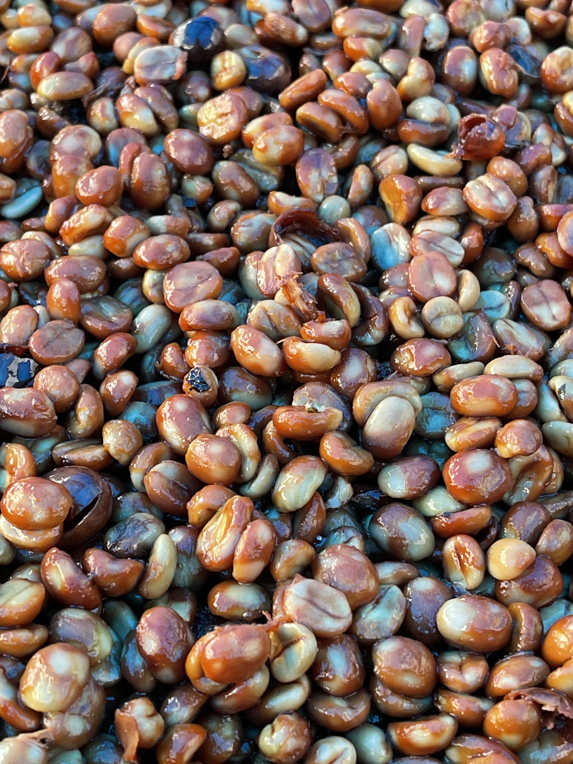 Finca Gascon