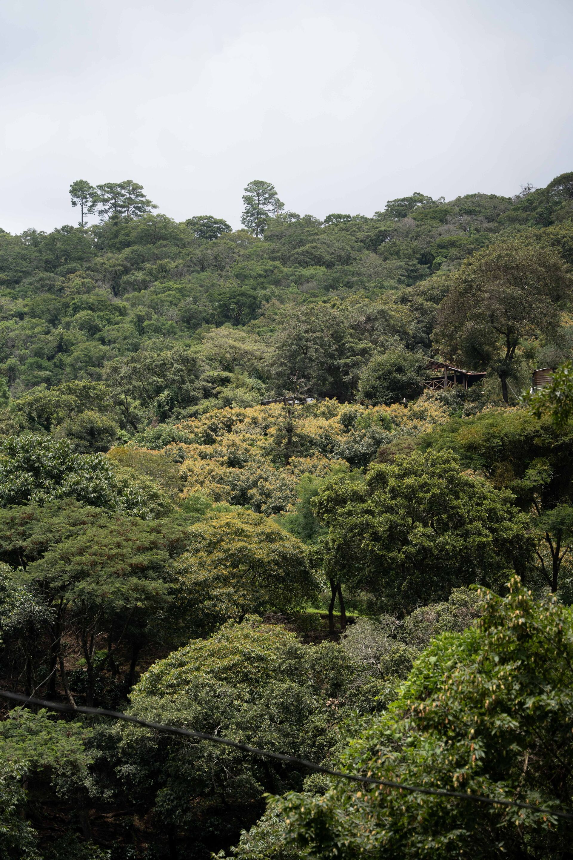 Finca Gascon