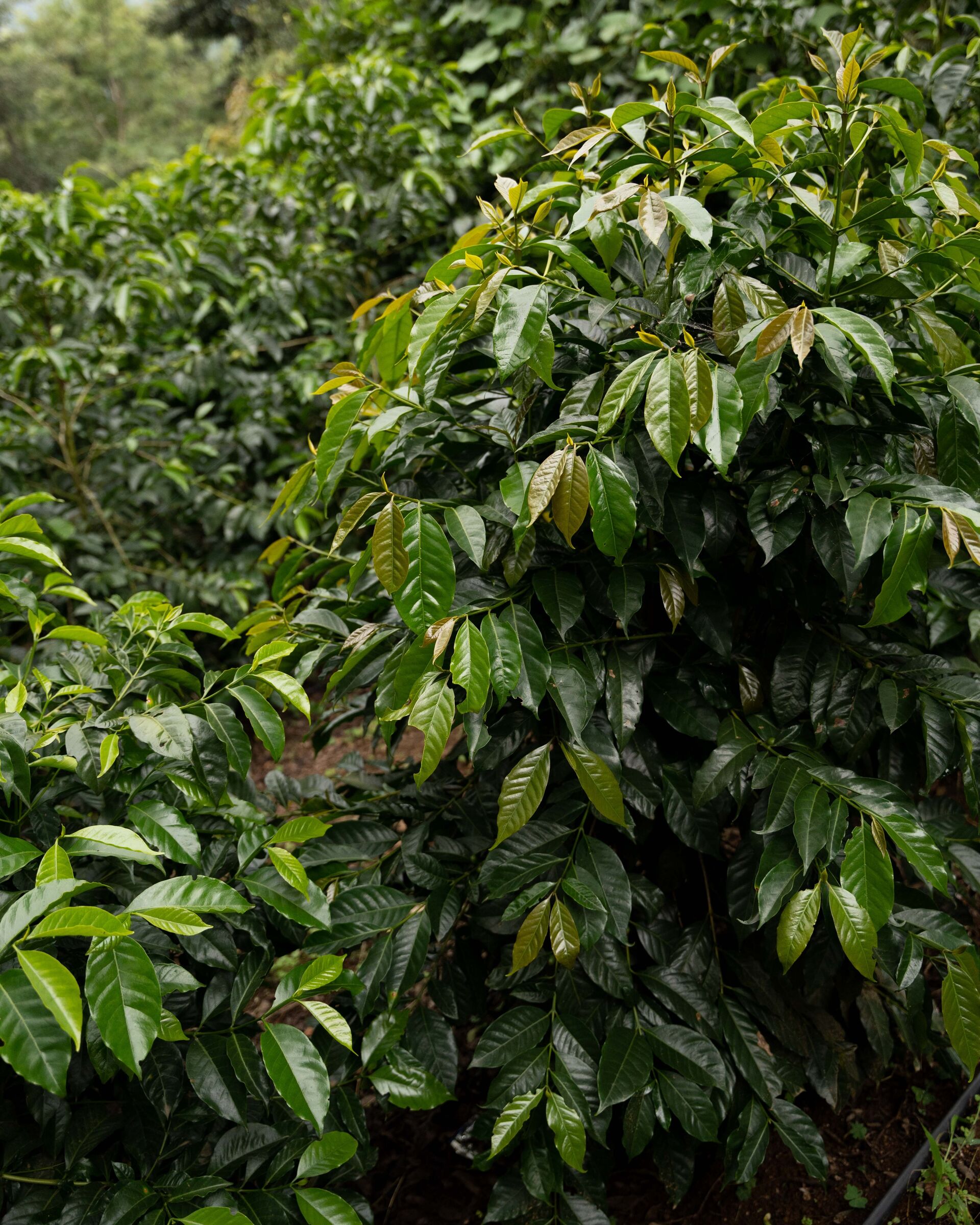 Finca Gascon