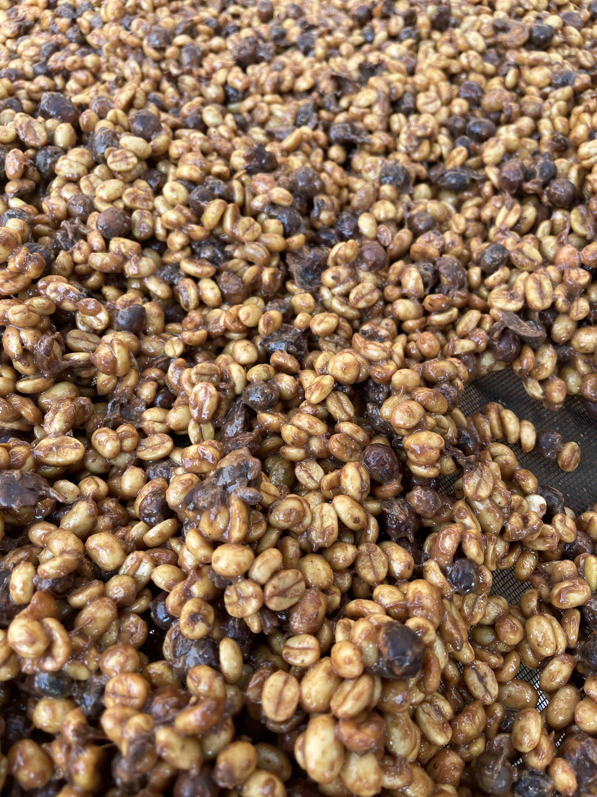 Finca Gascon