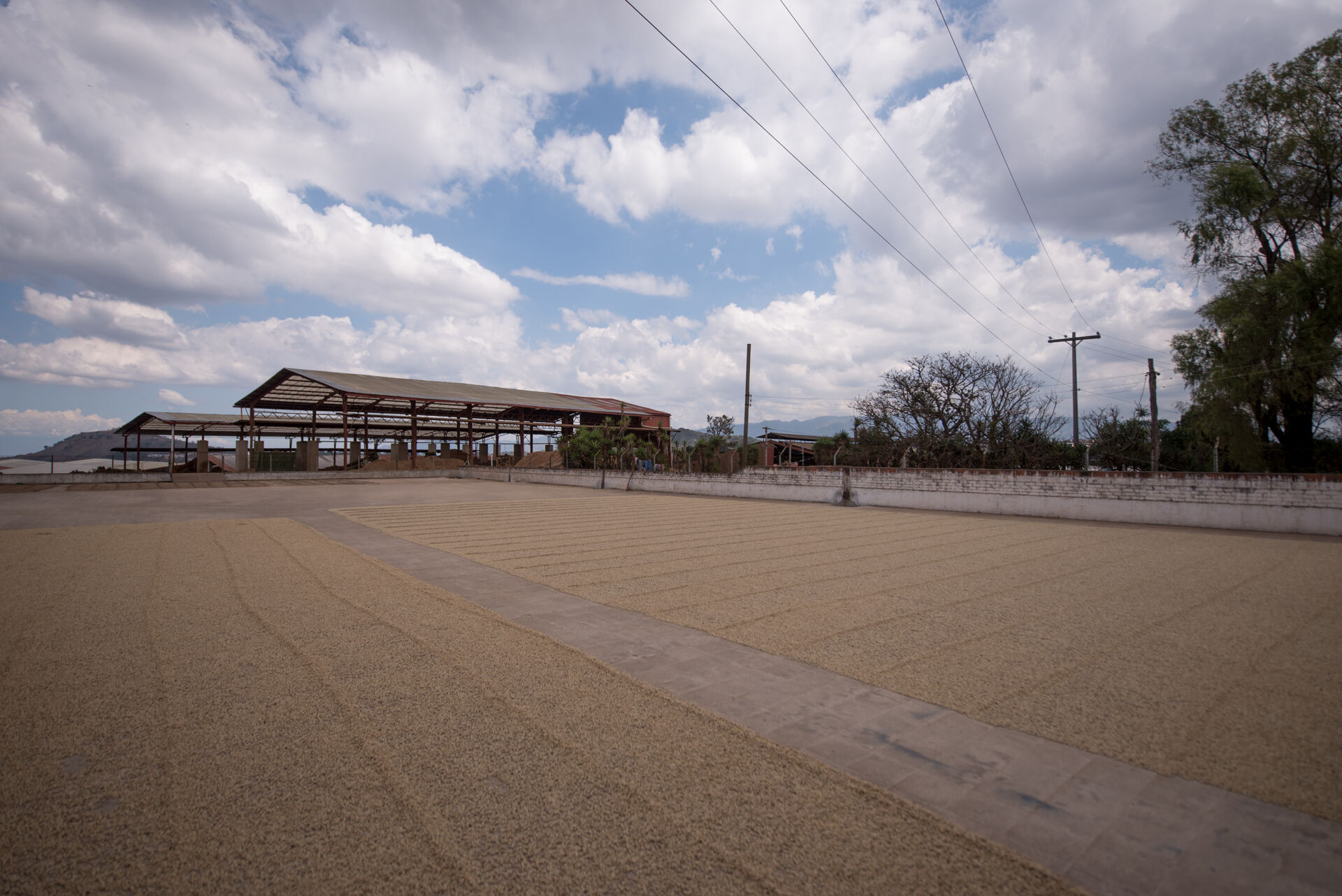 Finca La Labor Drying Patios Where coffee is taked out after pre drying in the Guardiola(mechanical dryer) (2018)_Meet Los Amigos.jpg