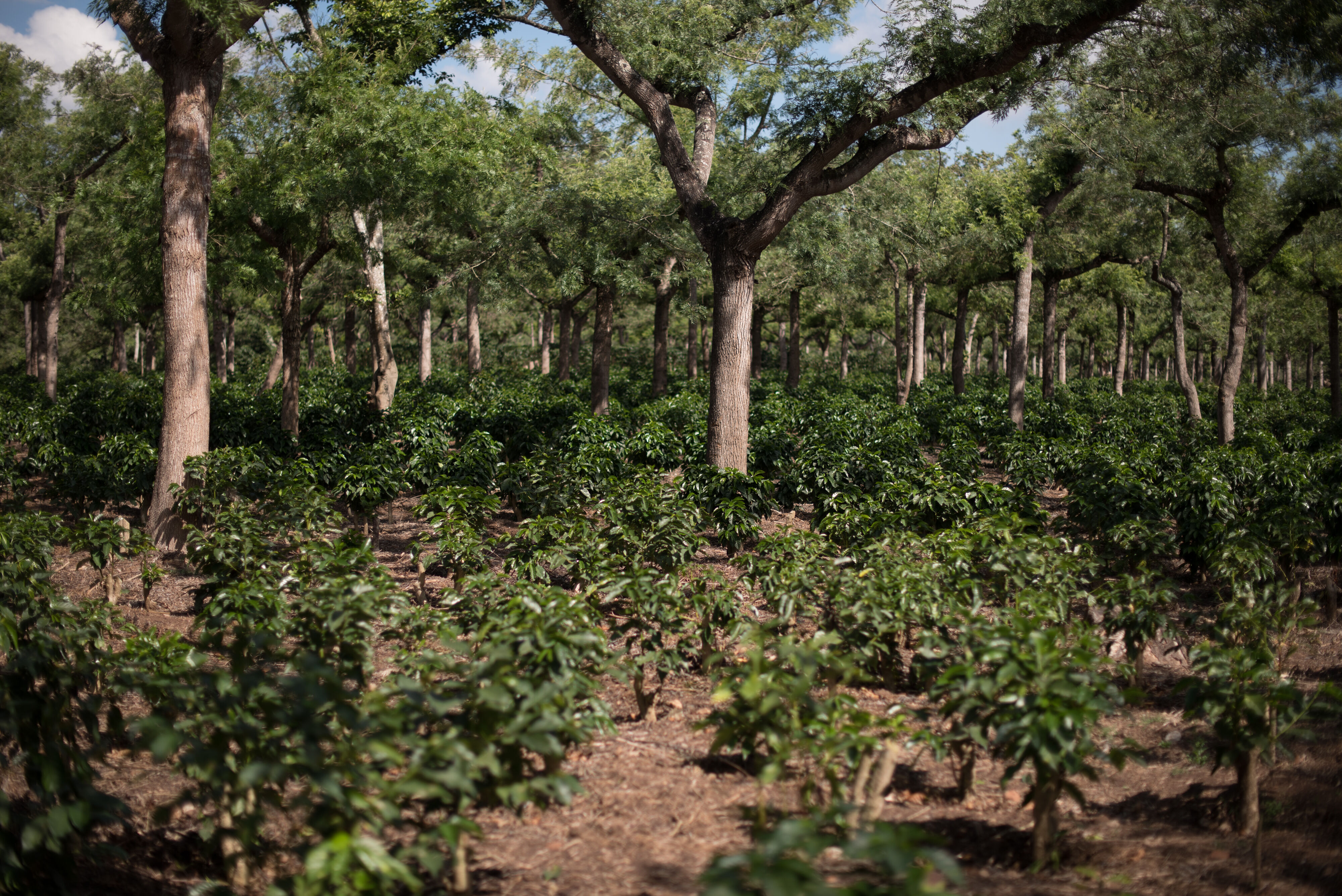 Finca La Labor Renovation and new plantation of Bourbon Variety (2018)_Meet Los Amigos.jpg