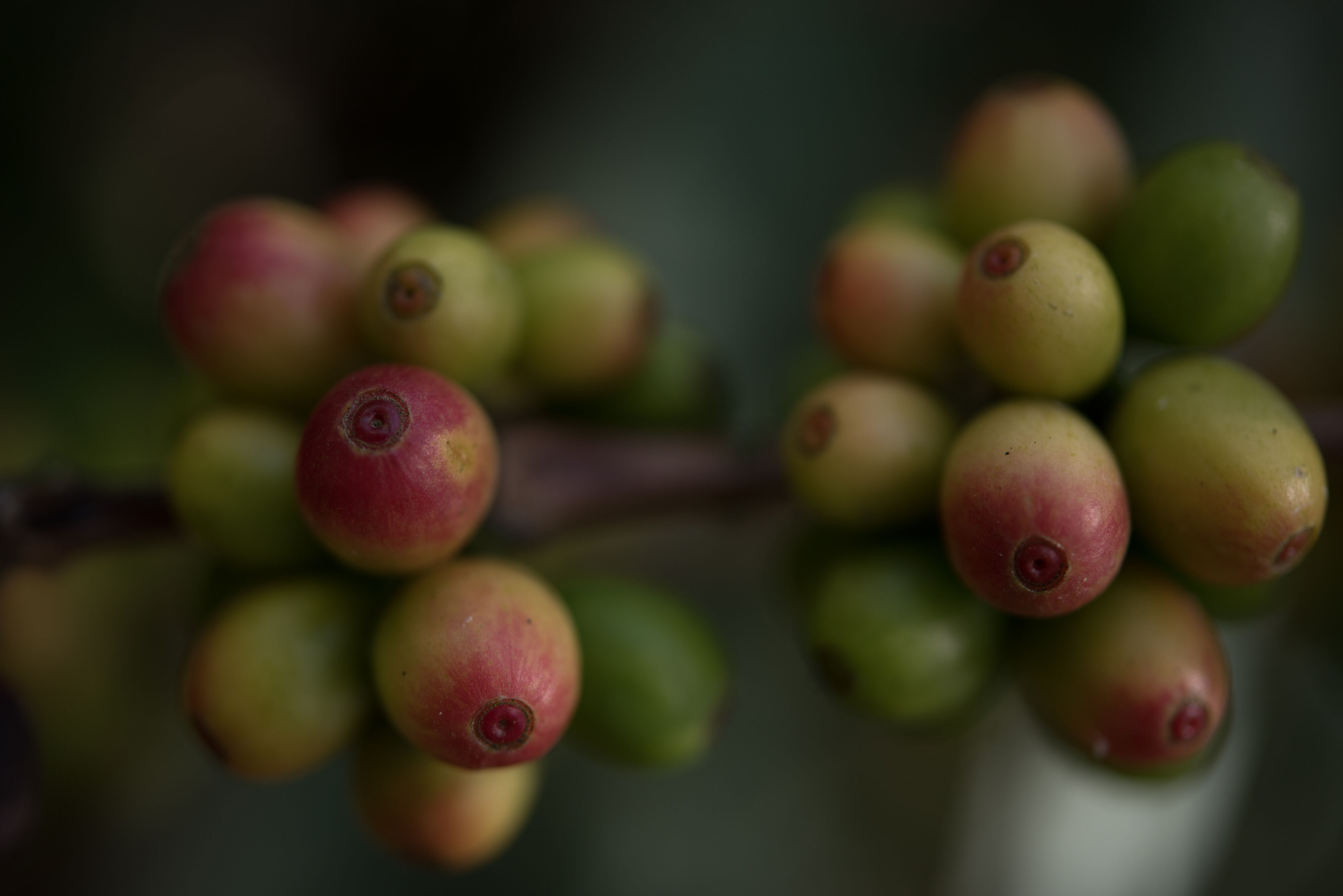 Finca La Labor Ripening of Cherries(2018)_Meet Los Amigos.jpg