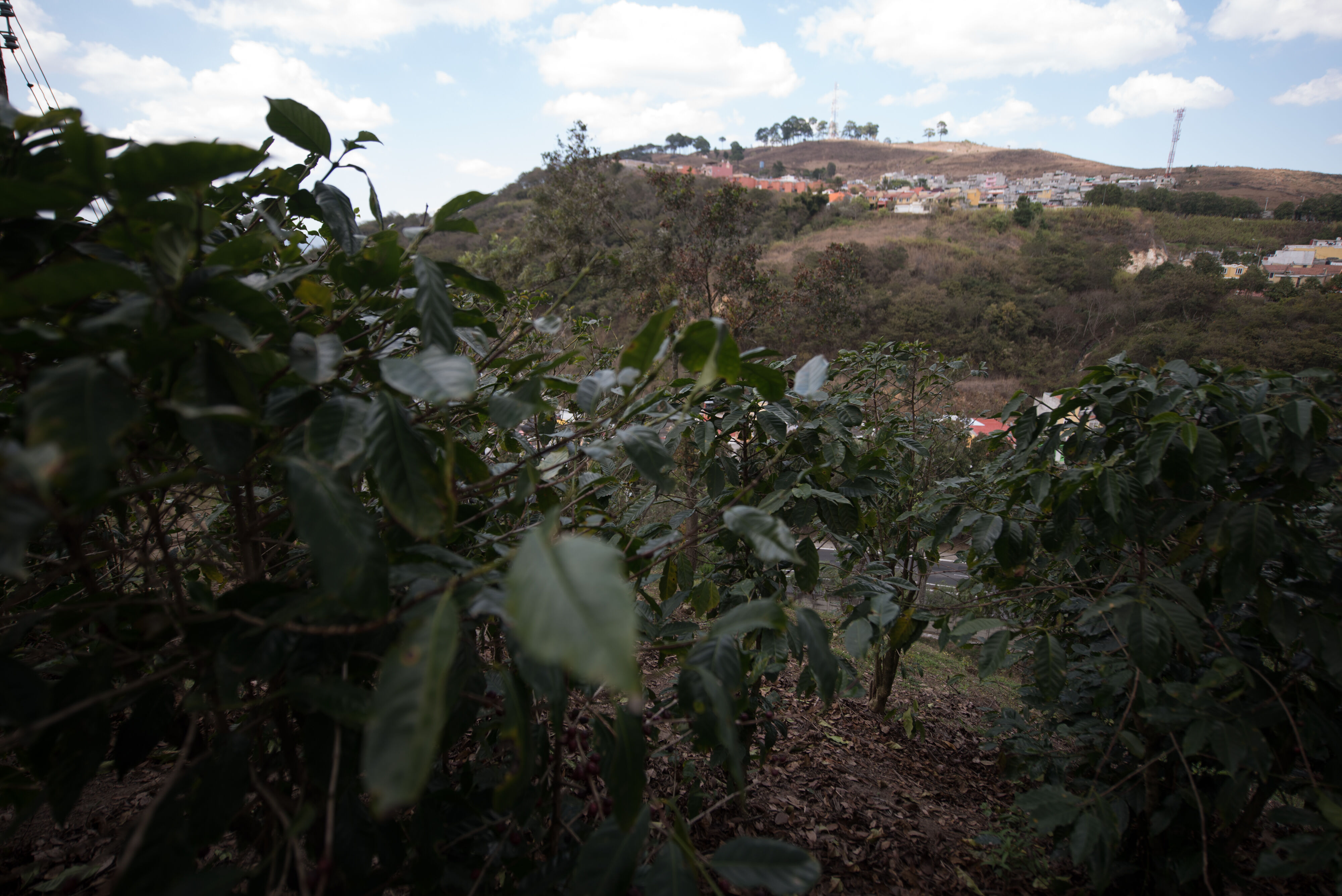 Finca La Labor is locates in the most populated zones of Guatemala City, Zona 18 (2018)_Meet Los Amigos.jpg