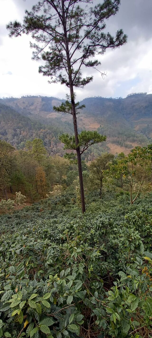 Liquibambar (10).jpg