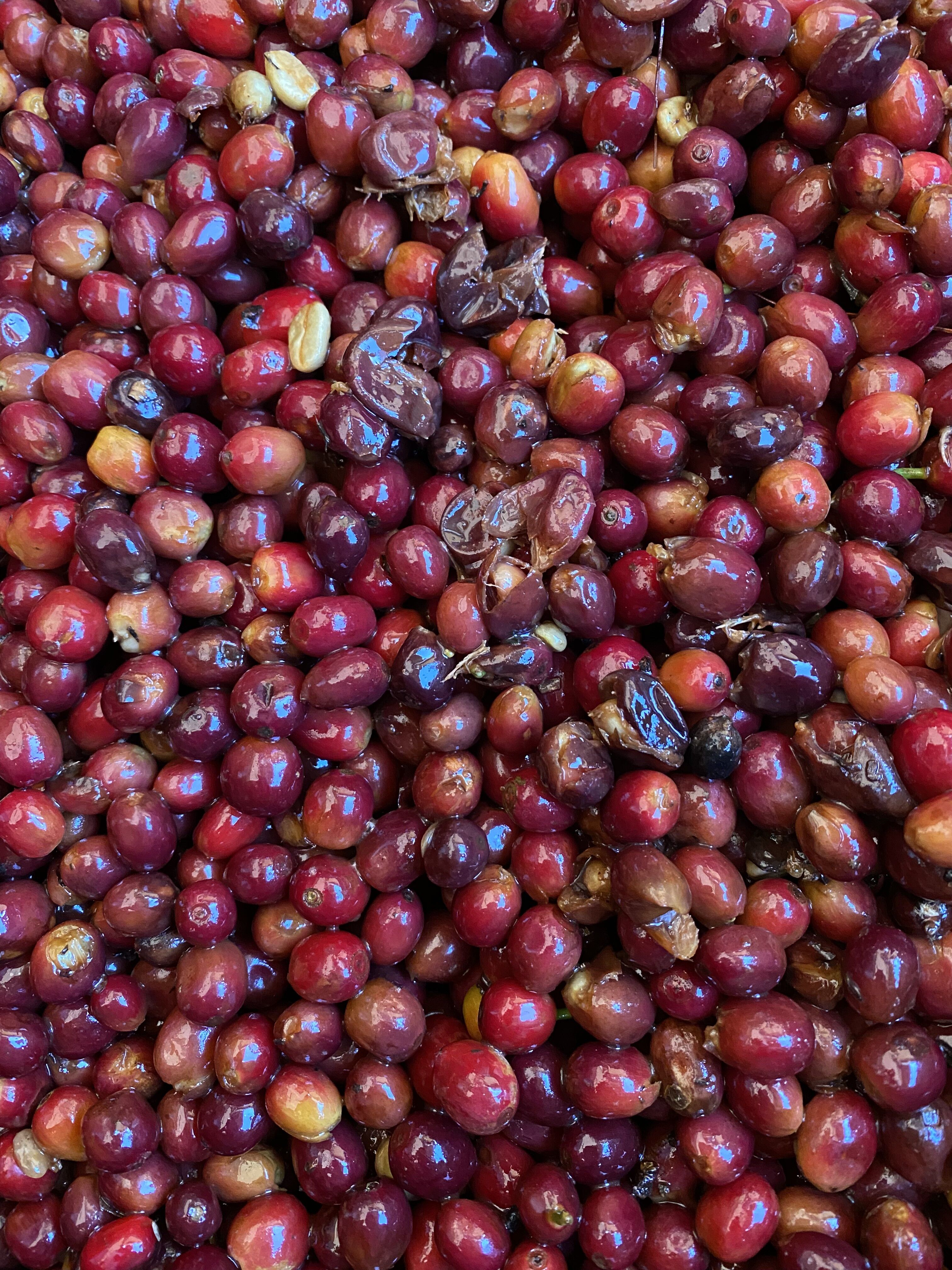 Copia de IMG_0238.HEIC