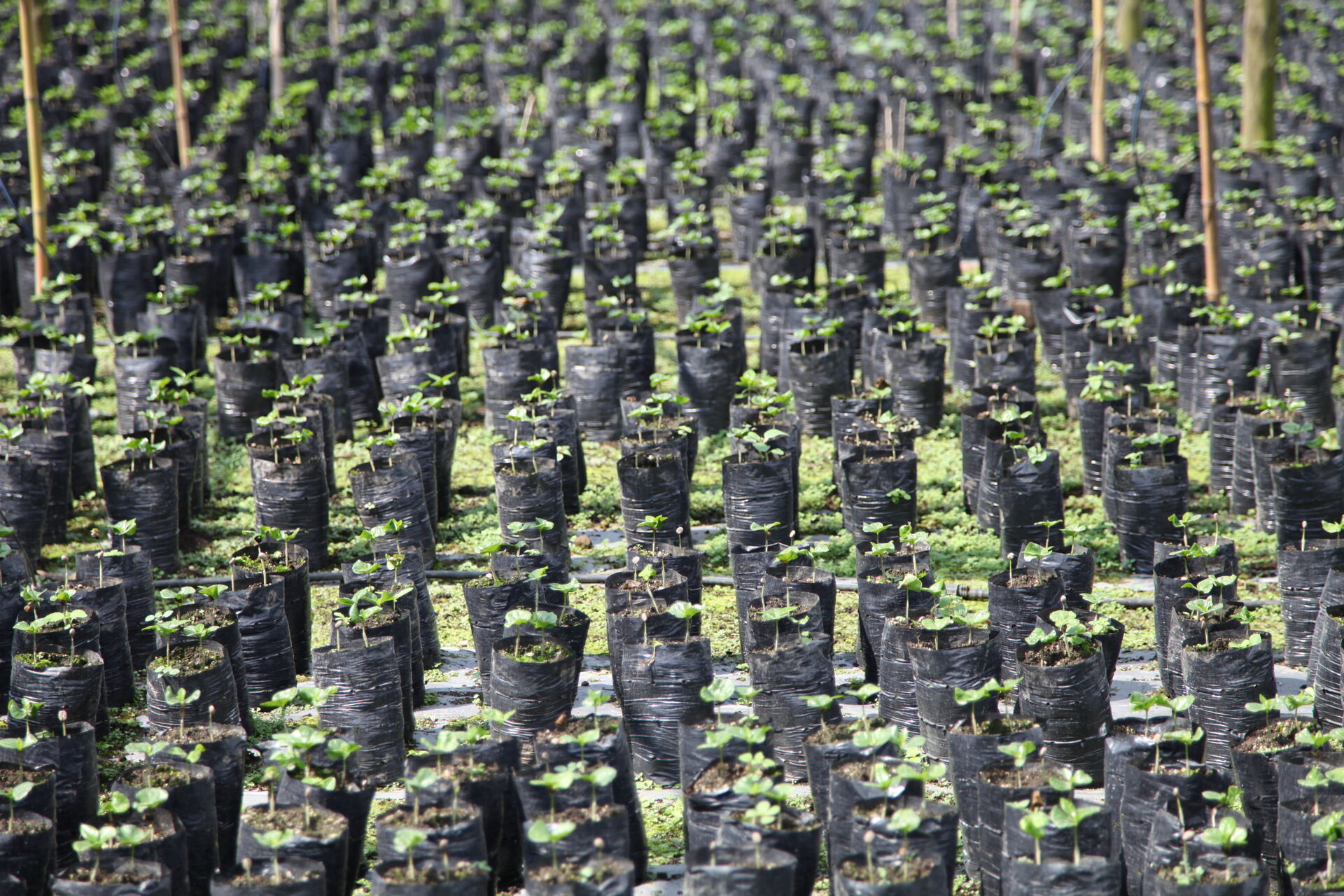 guate-finca-panama_51126181795_o.jpg