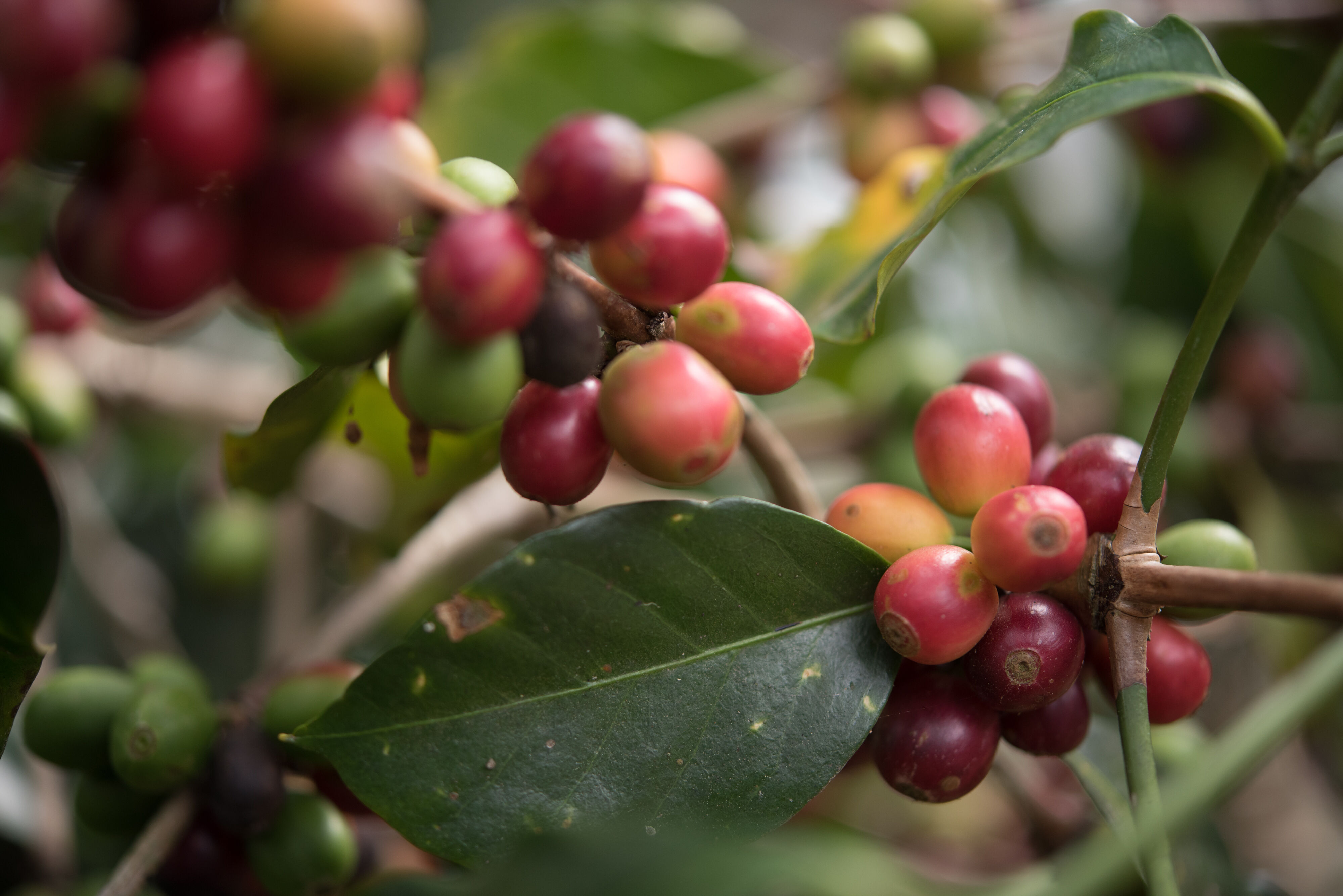 Meet Los Amigos_Finca Vizcaya_SBP5834.jpg