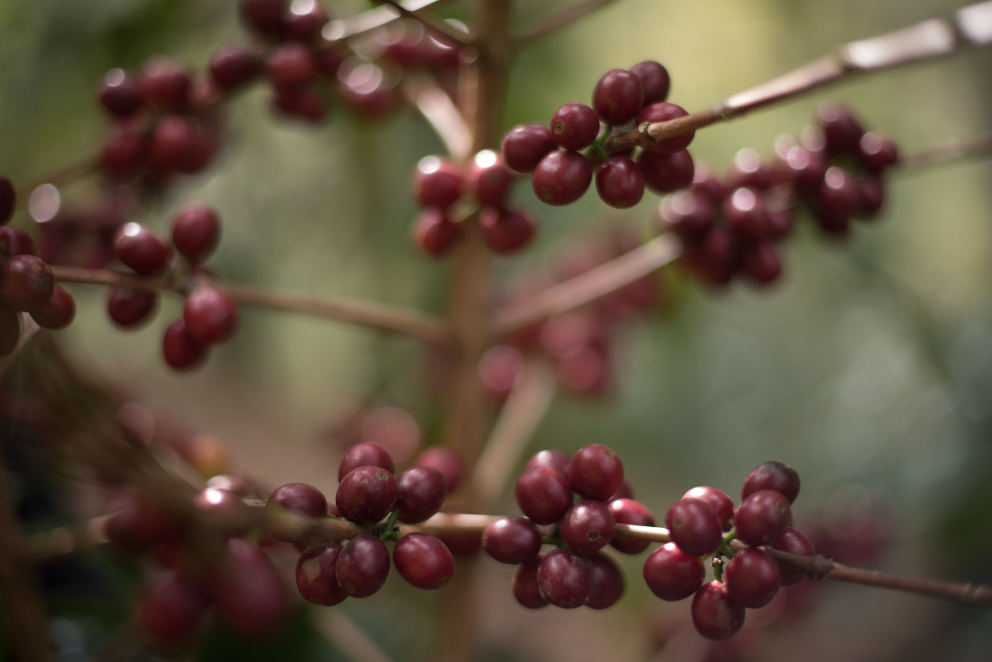 Meet Los Amigos_Finca Vizcaya_SBP5915.jpg