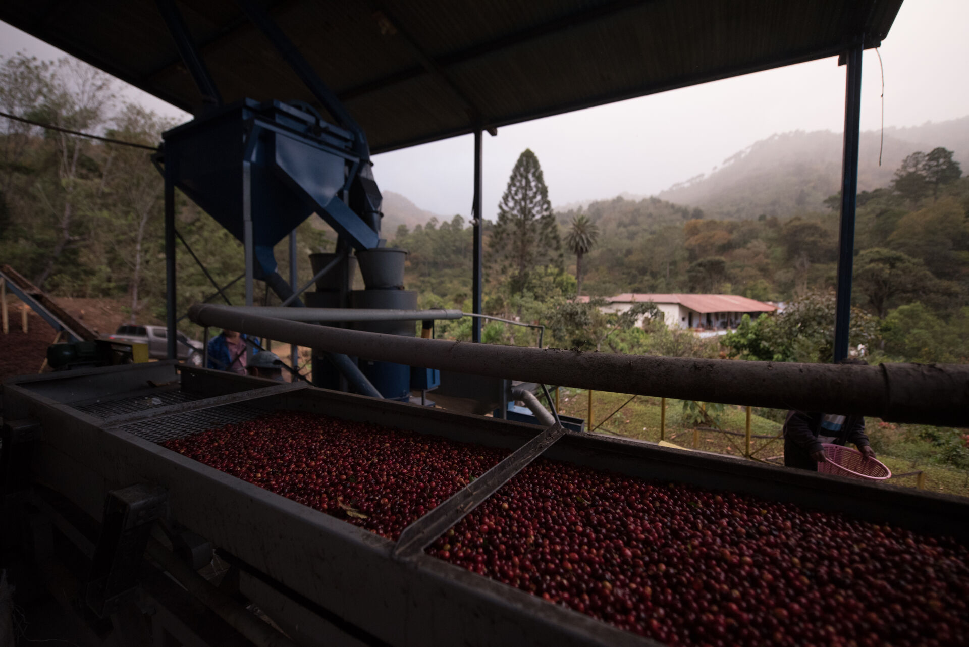 Meet Los Amigos_Finca Vizcaya_SBP6517.jpg