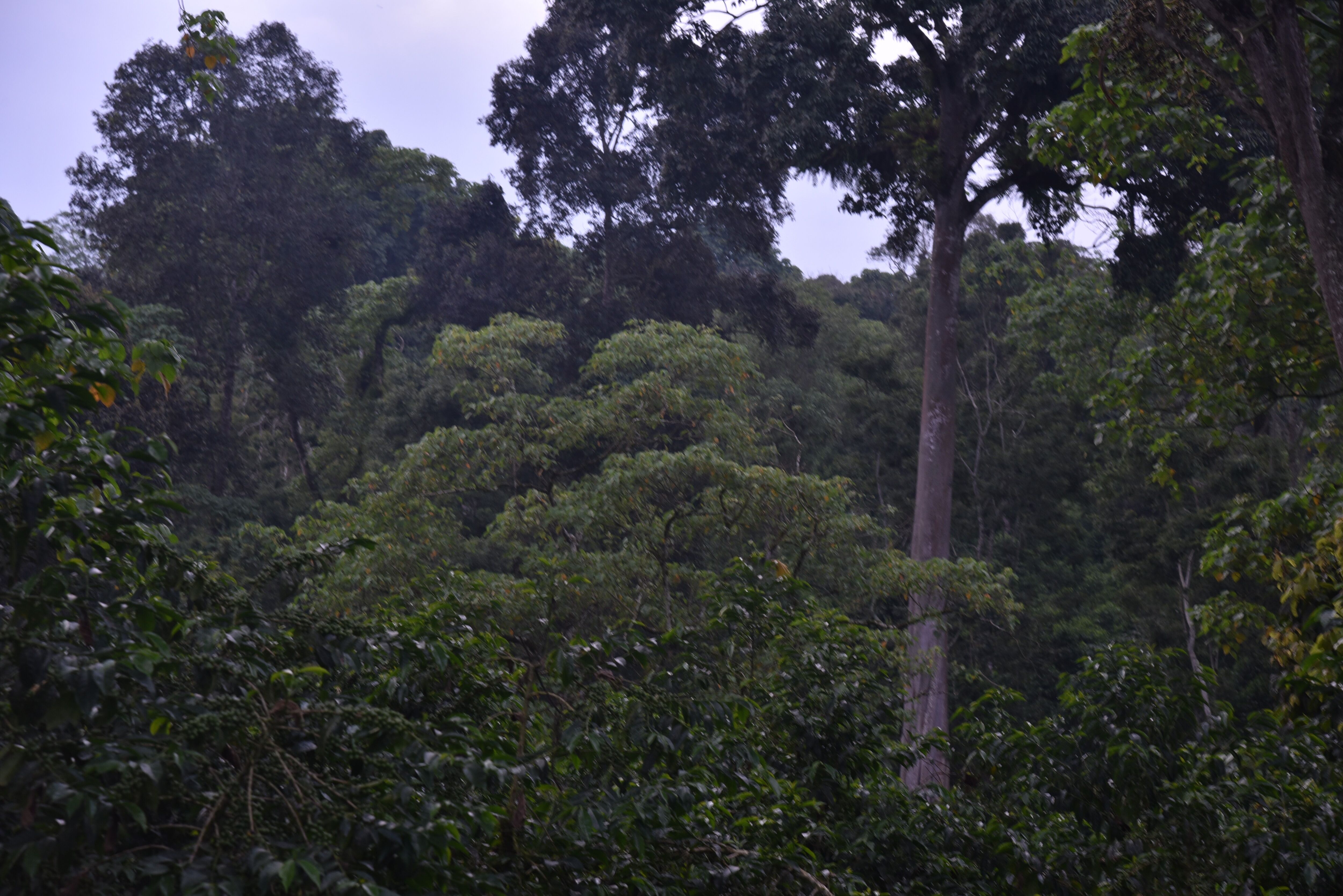 Gushe Coffee farm - MAY 24 (11).JPG