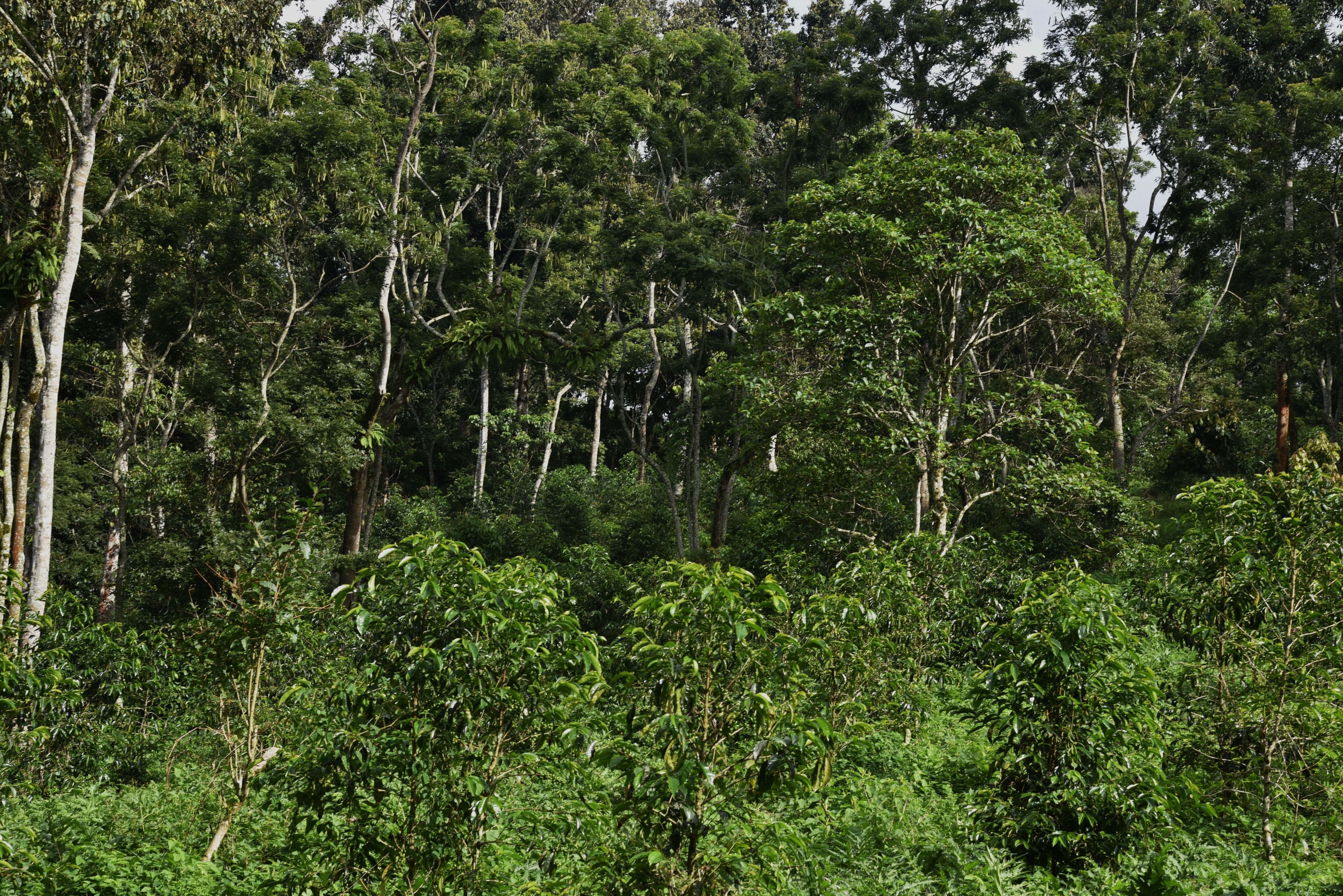 Gushe Coffee farm - MAY 24 (15).JPG