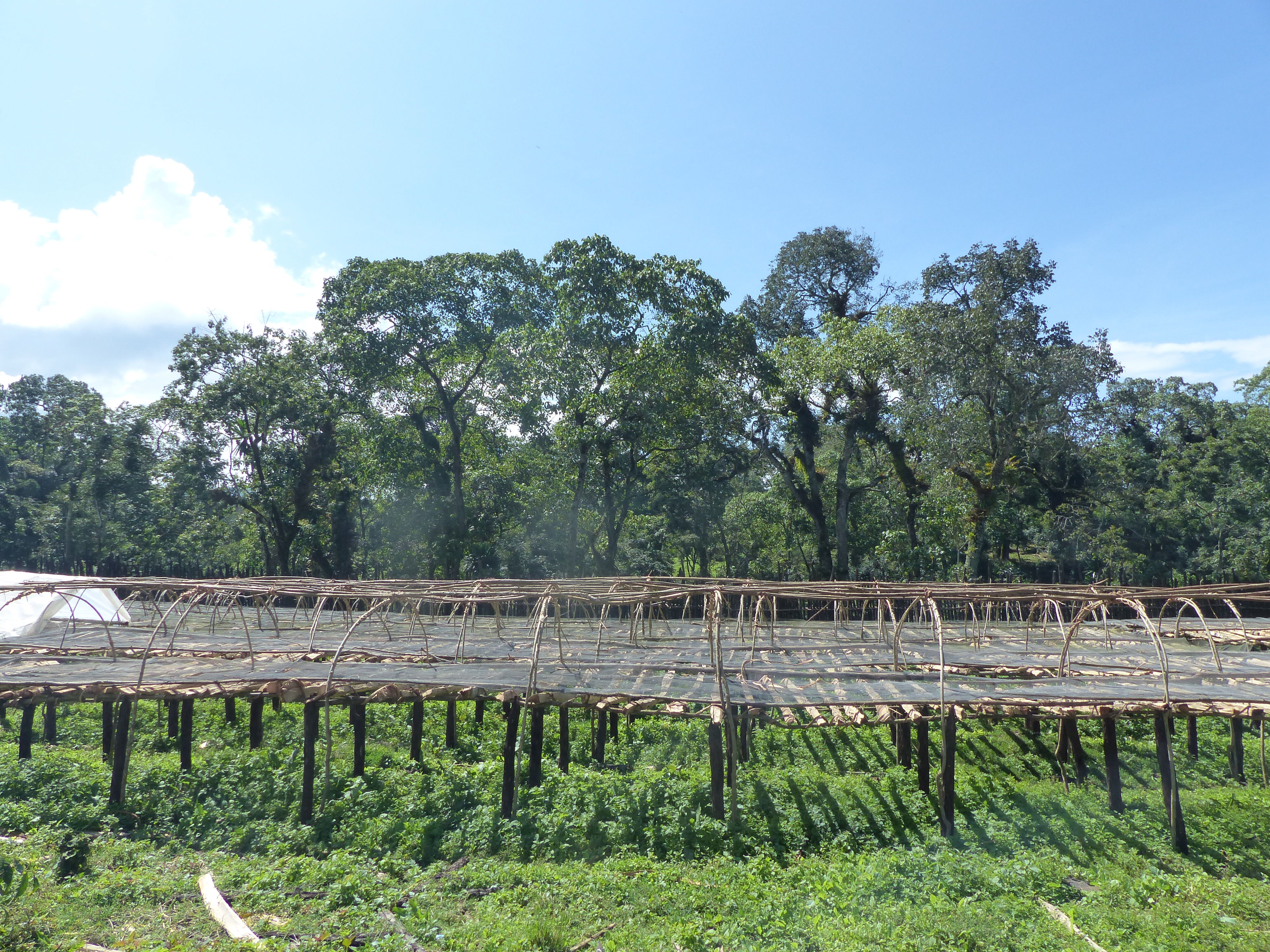 gushe-buna---drying-station-construction-2_51749529890_o.jpg