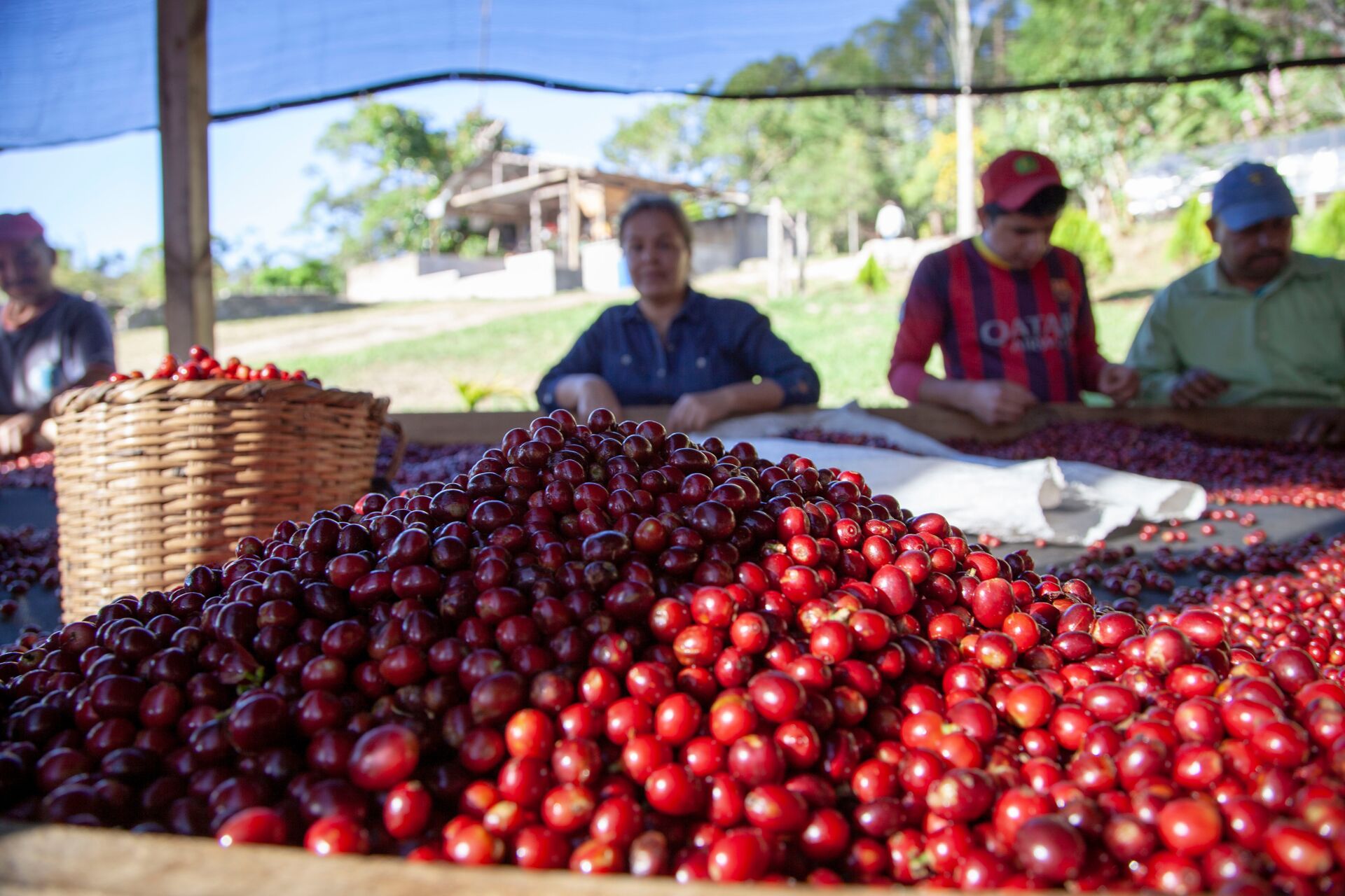 honduras---clave-del-sol_50900789043_o.jpg