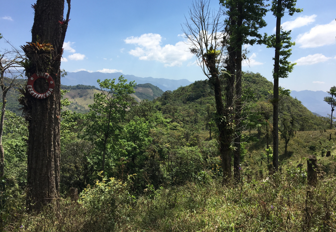 finca-liquidambar-honduras-extract-coffee-roasters-organic-espresso-3.png