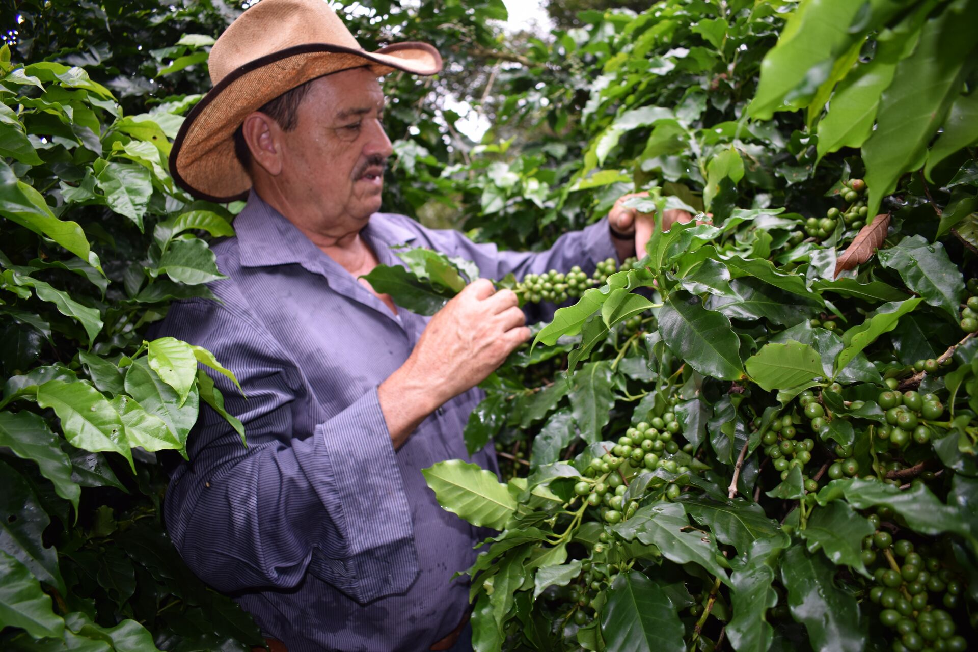 Anastacio Argueta (1).jpg