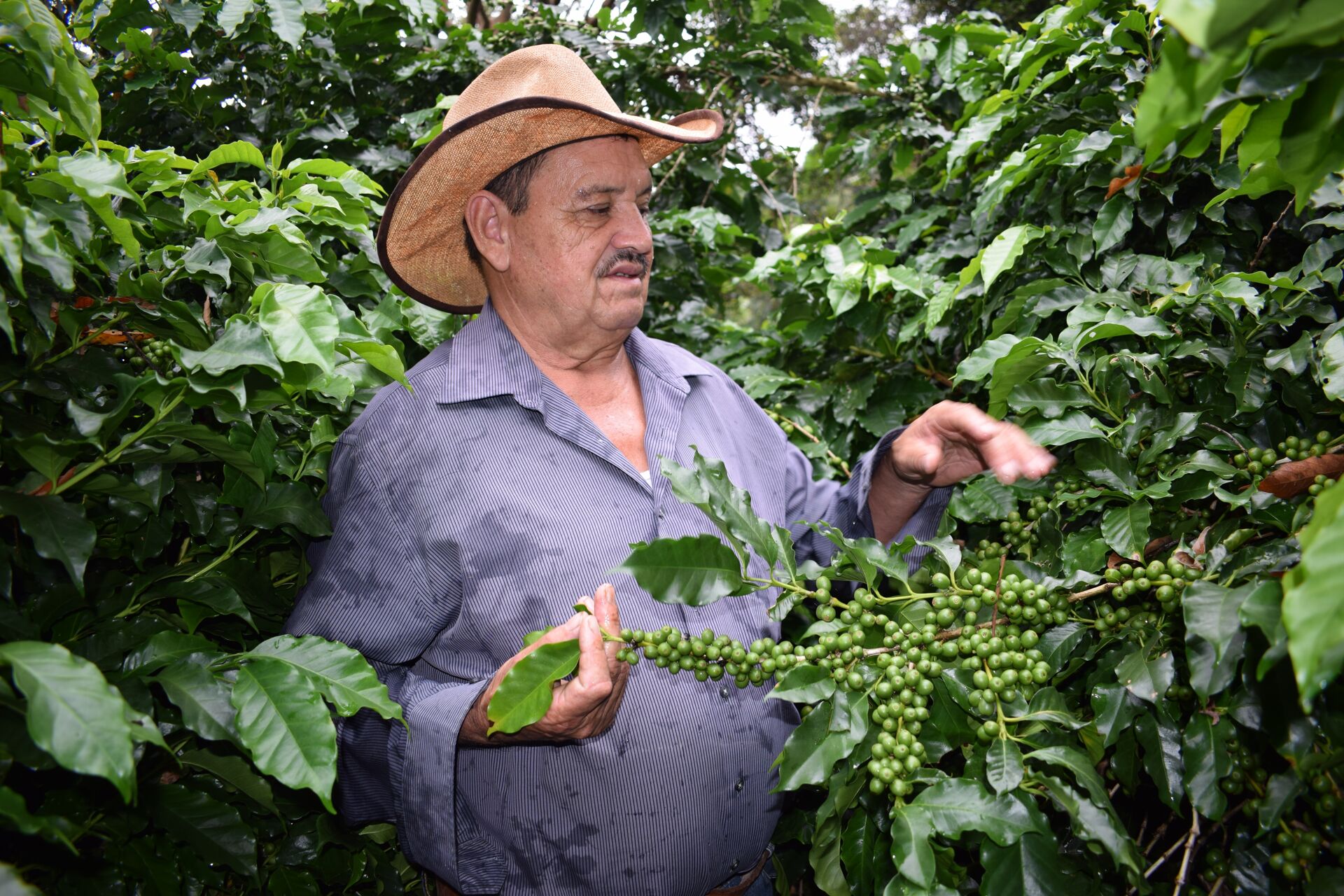 Anastacio Argueta (2).jpg