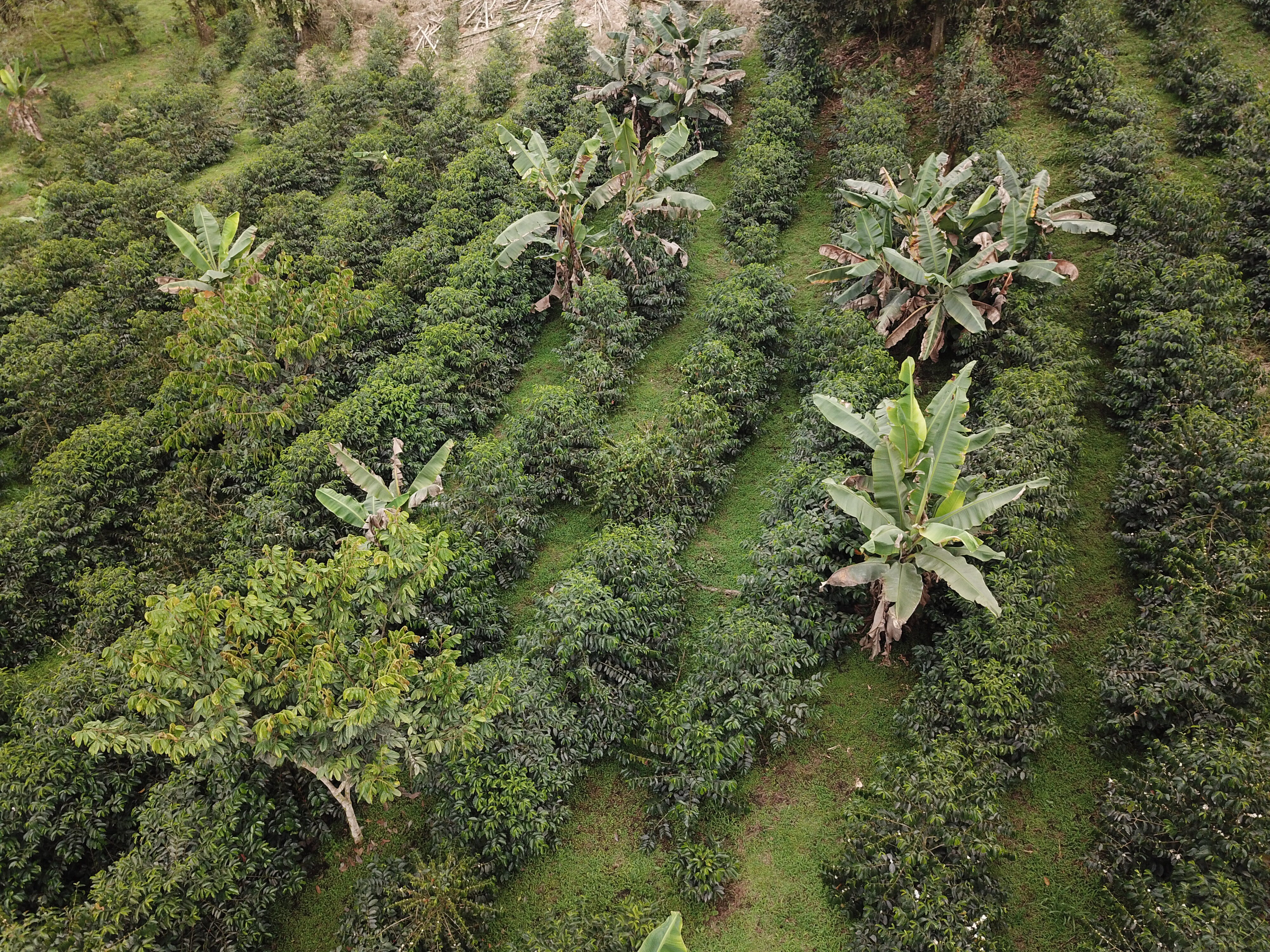 PLANTACIÒN 1.JPG