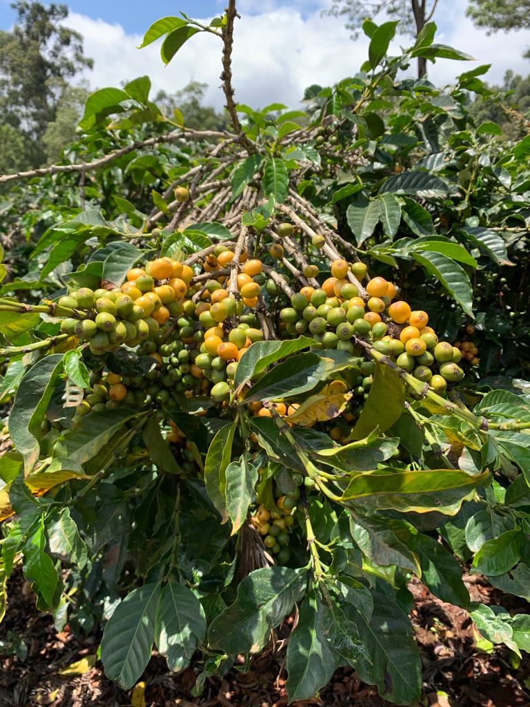 mossaan-estate-gakima-nyeri_51751937947_o.jpg