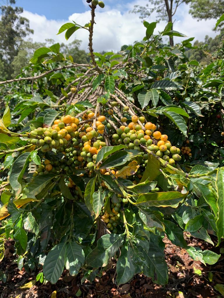 mossaan-estate-gakima-nyeri_51751938017_o.jpg