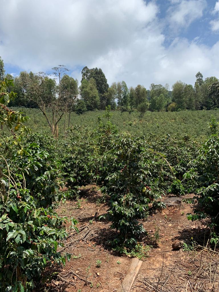 mossaan-estate-gakima-nyeri_51752766866_o.jpg