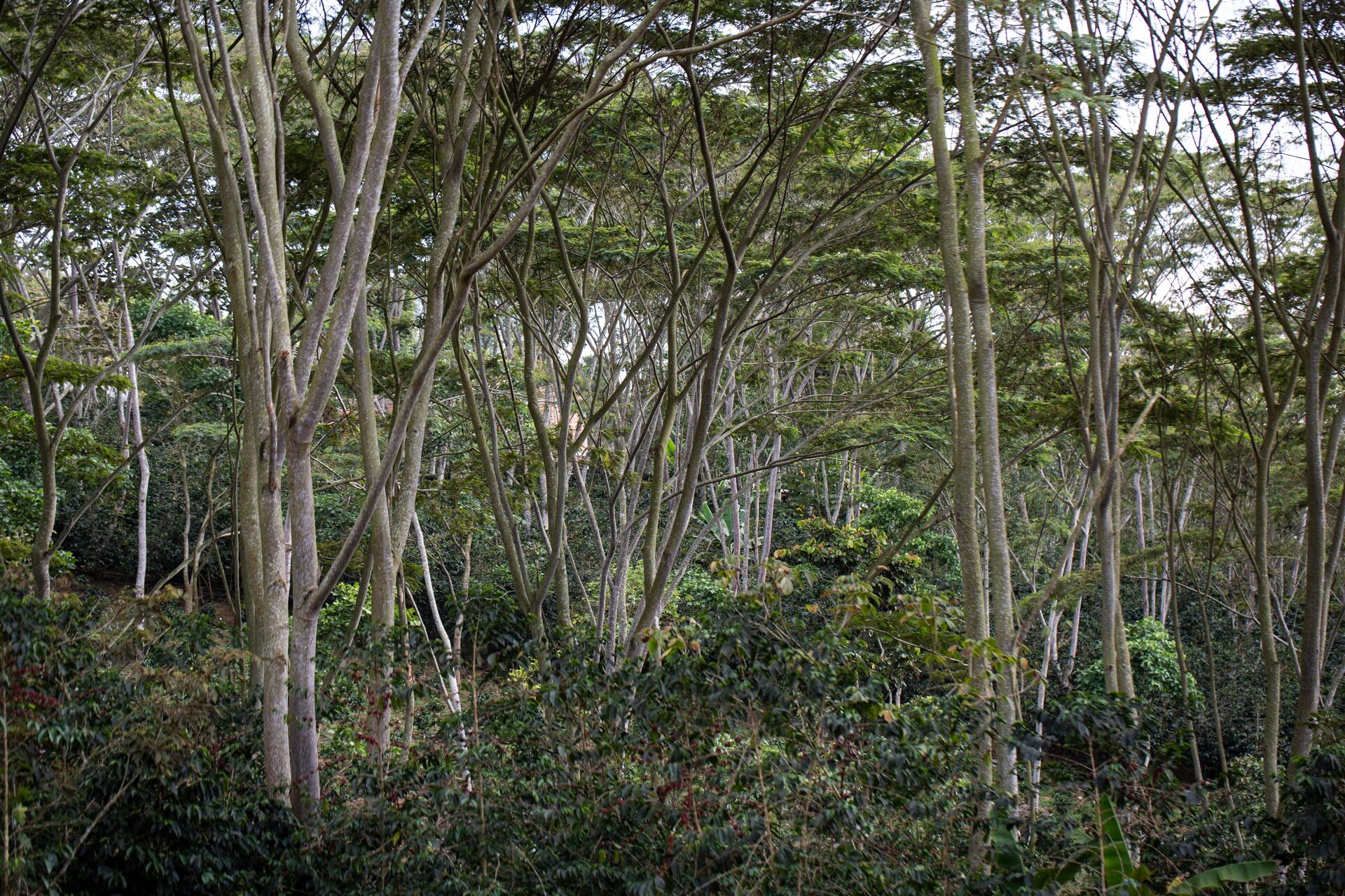La Pradera