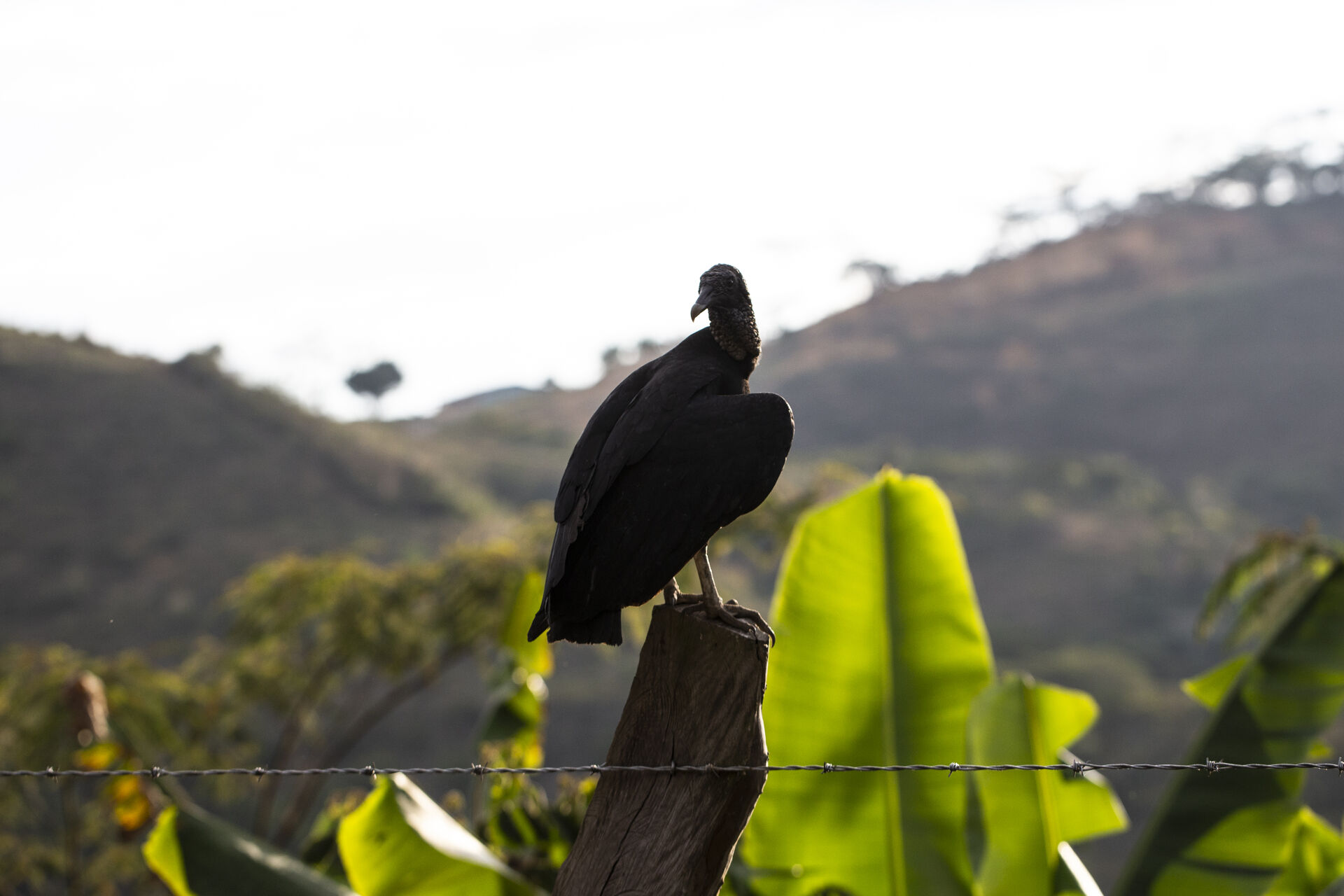 La Pradera