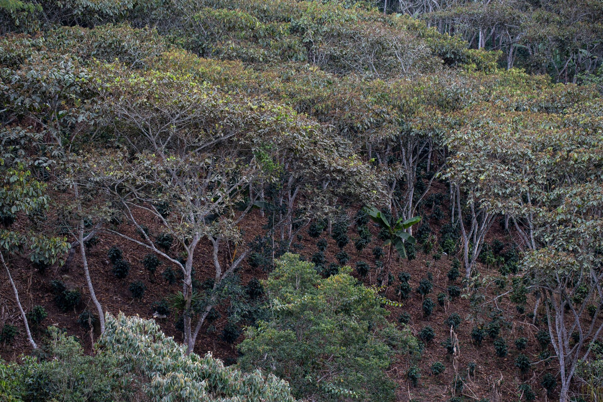 La Pradera