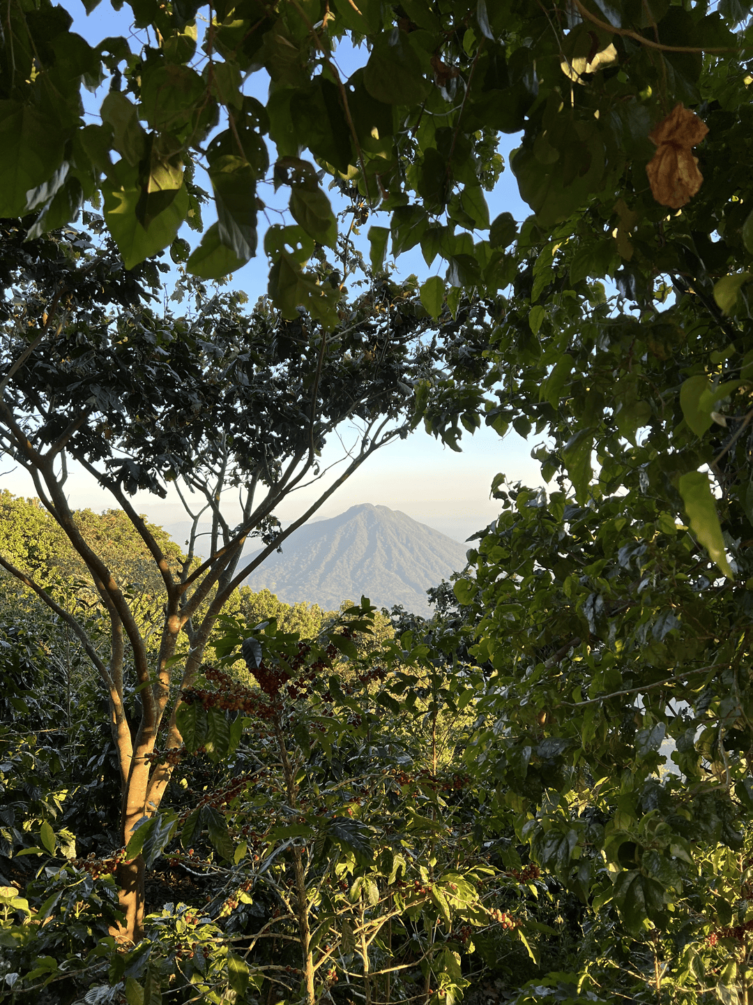 Las Palmas (13).png