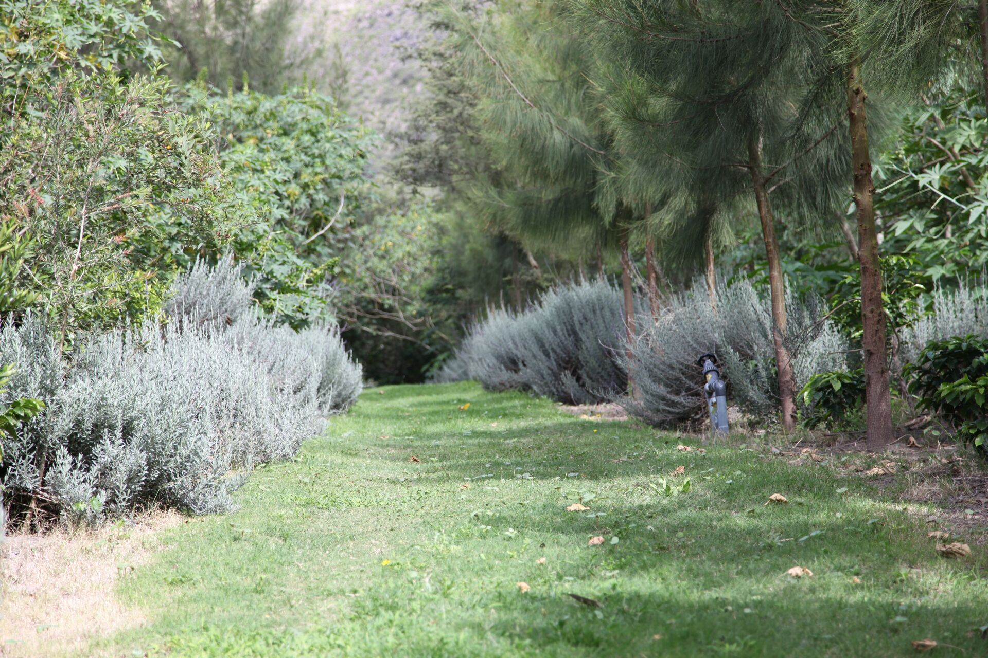 Las Terrazas del Pisque