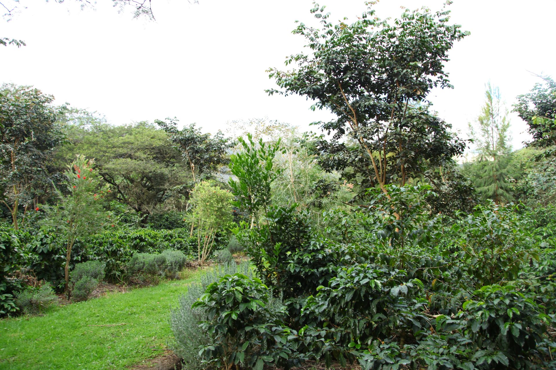Las Terrazas del Pisque