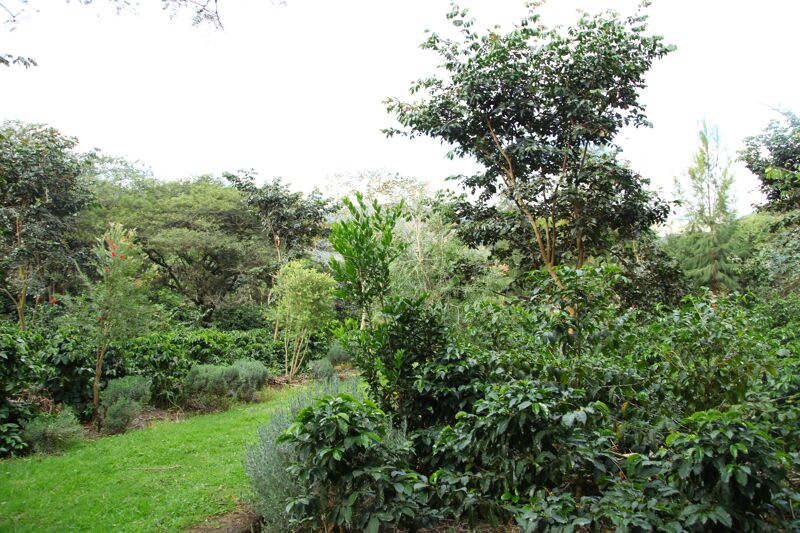 Las Terrazas del Pisque