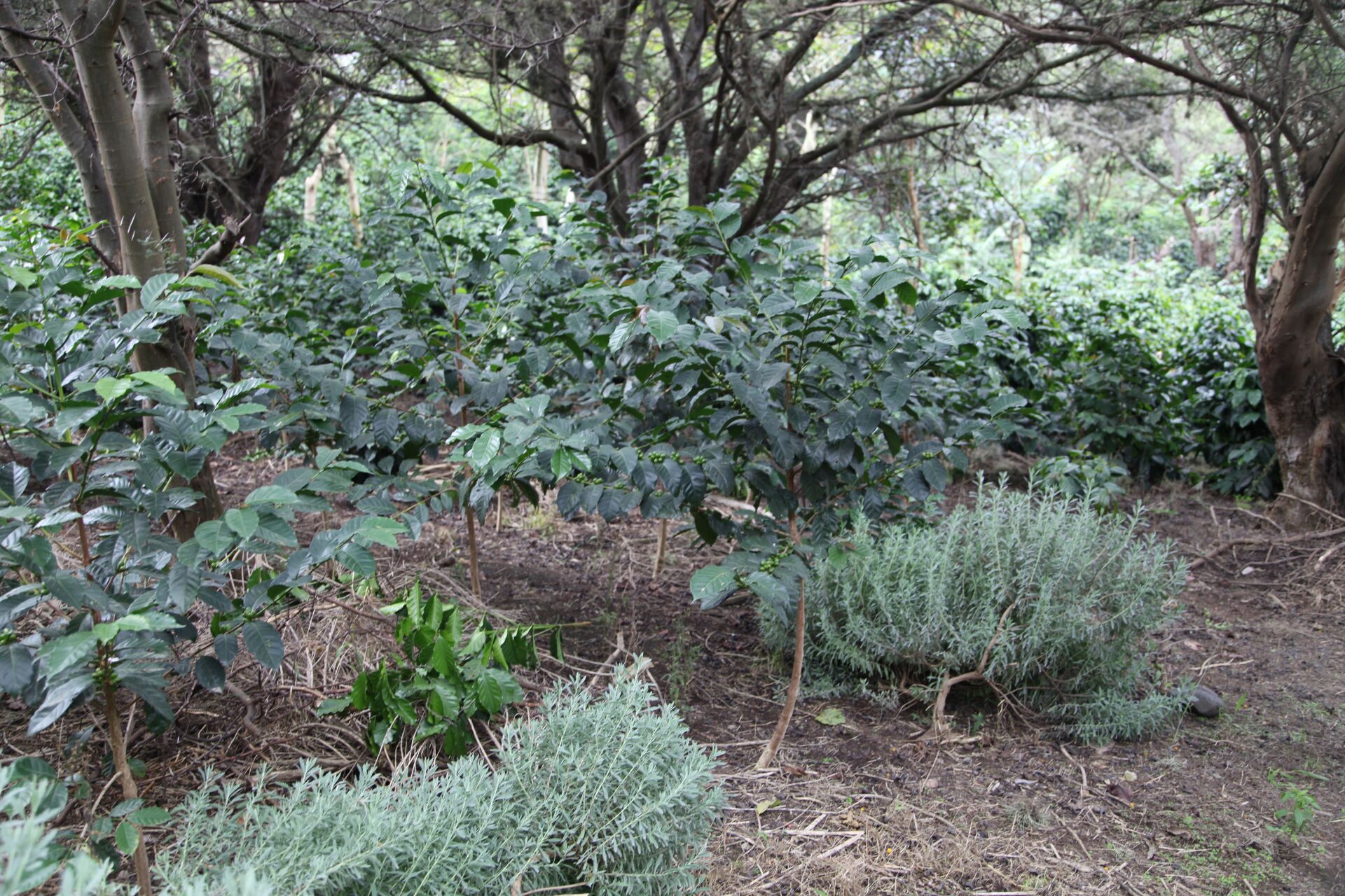 Las Terrazas del Pisque